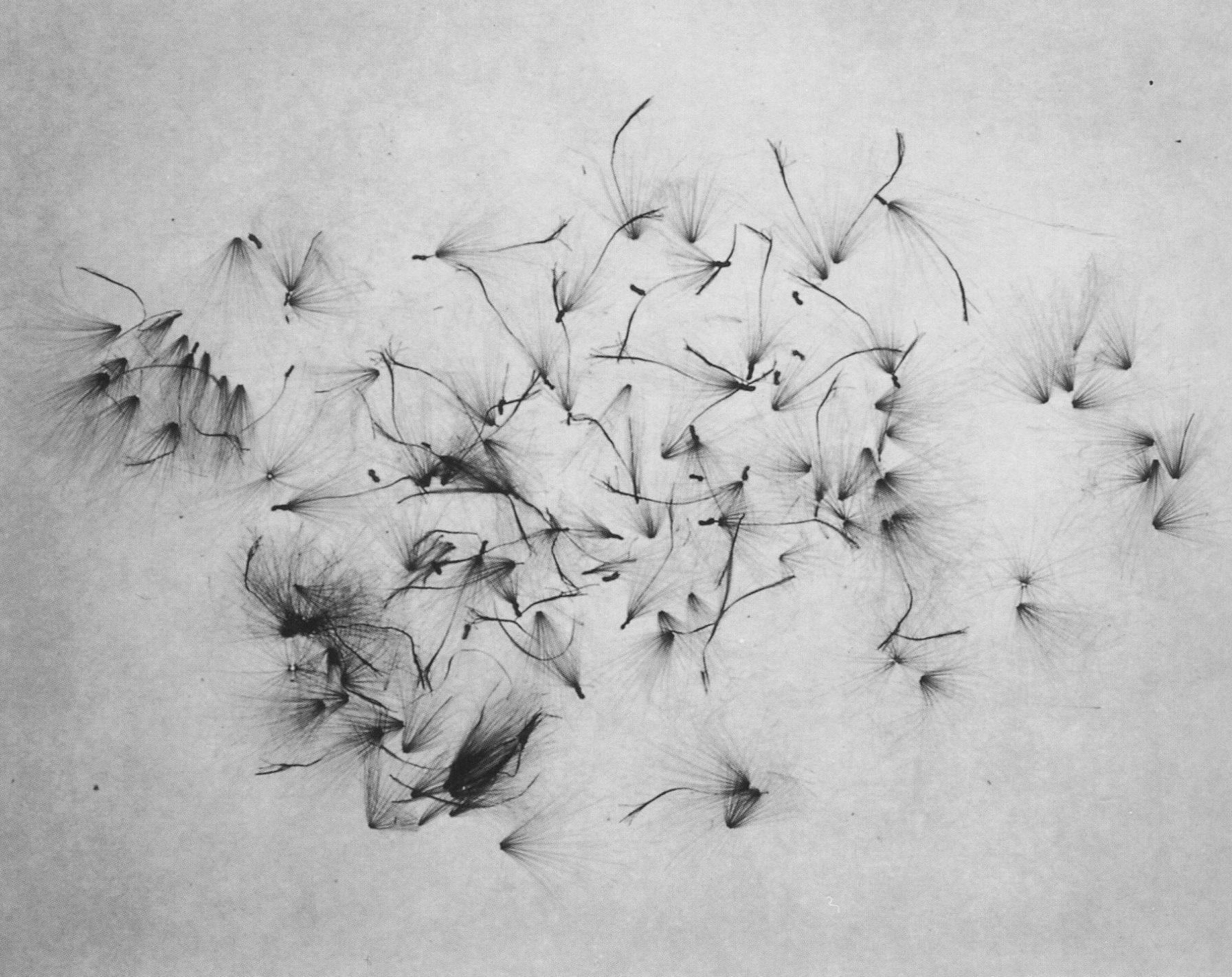 Hary Callahan