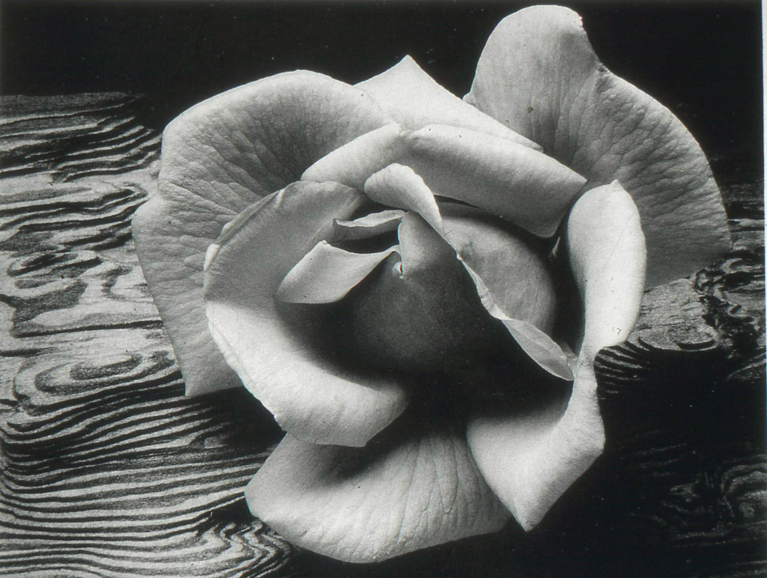 Ansel  Adams: rose and driftwood, SF, 1932