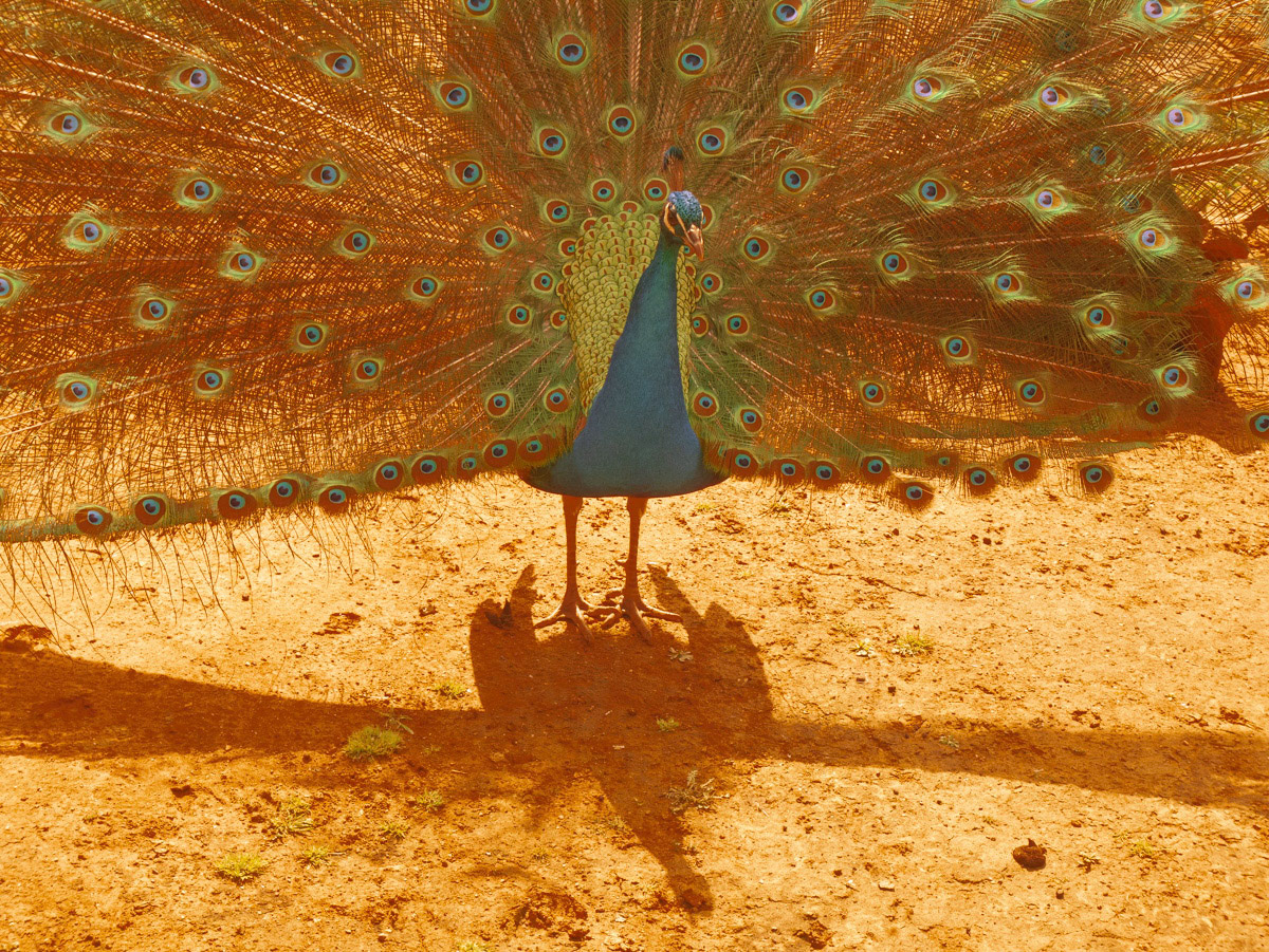 LACHANA