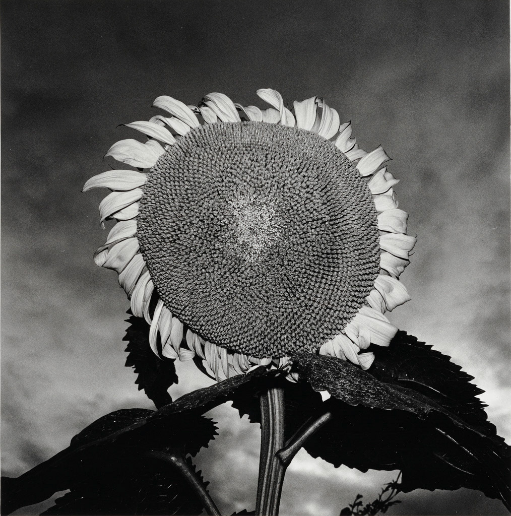 Untitled; Issei Suda (Japanese, born 1940); Japan; late 1970s - 1981; Gelatin silver print; 21.6 × 21.6 cm (8 1/2 × 8 1/2 in.); 2015.97.2