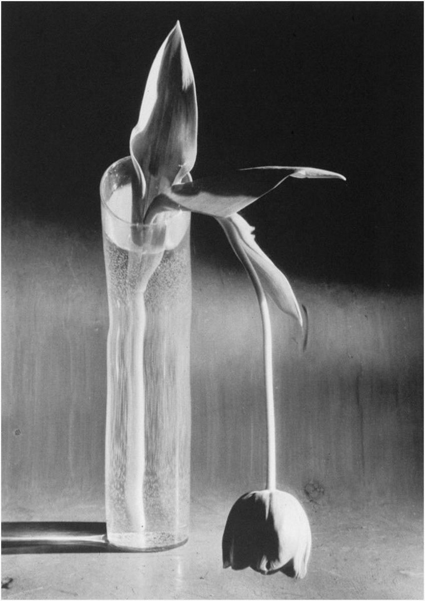 Melancholic Tulip, New York 1939
