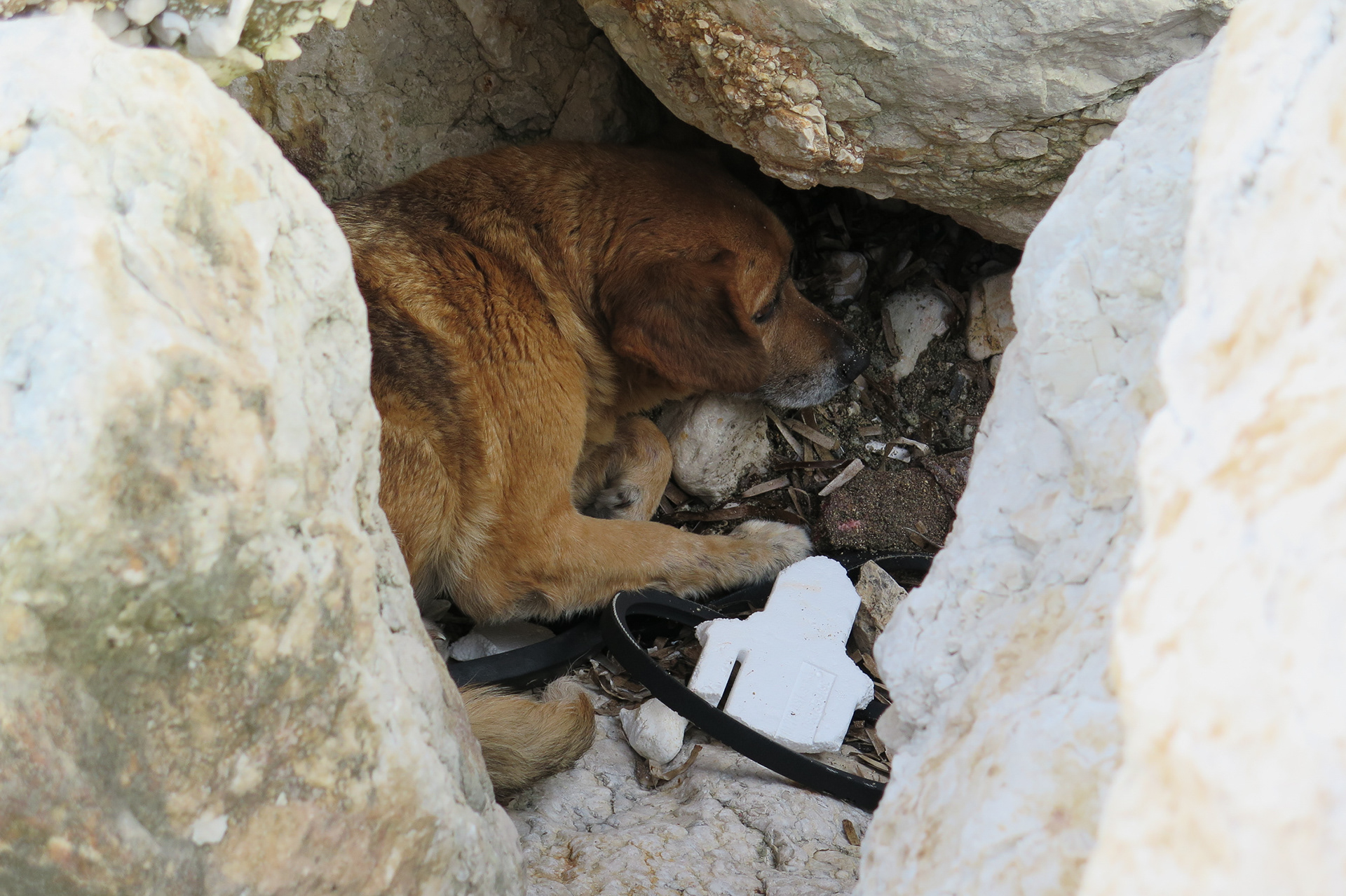 Chien errant dans les rochers du port de Trapani, Sicile.