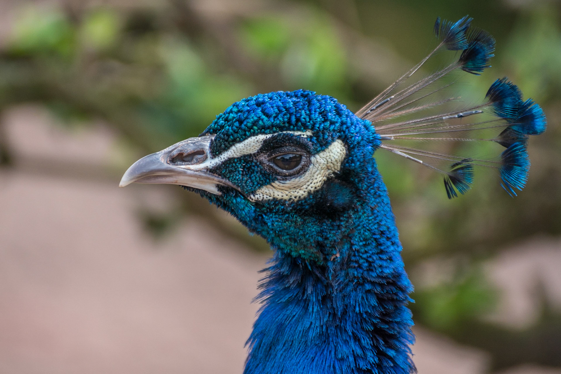 Photograph by R.Gass (www.trash.org.uk)