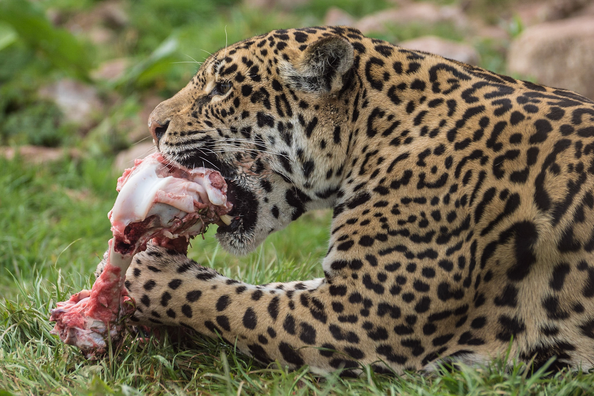 Photograph by R.Gass (www.trash.org.uk)