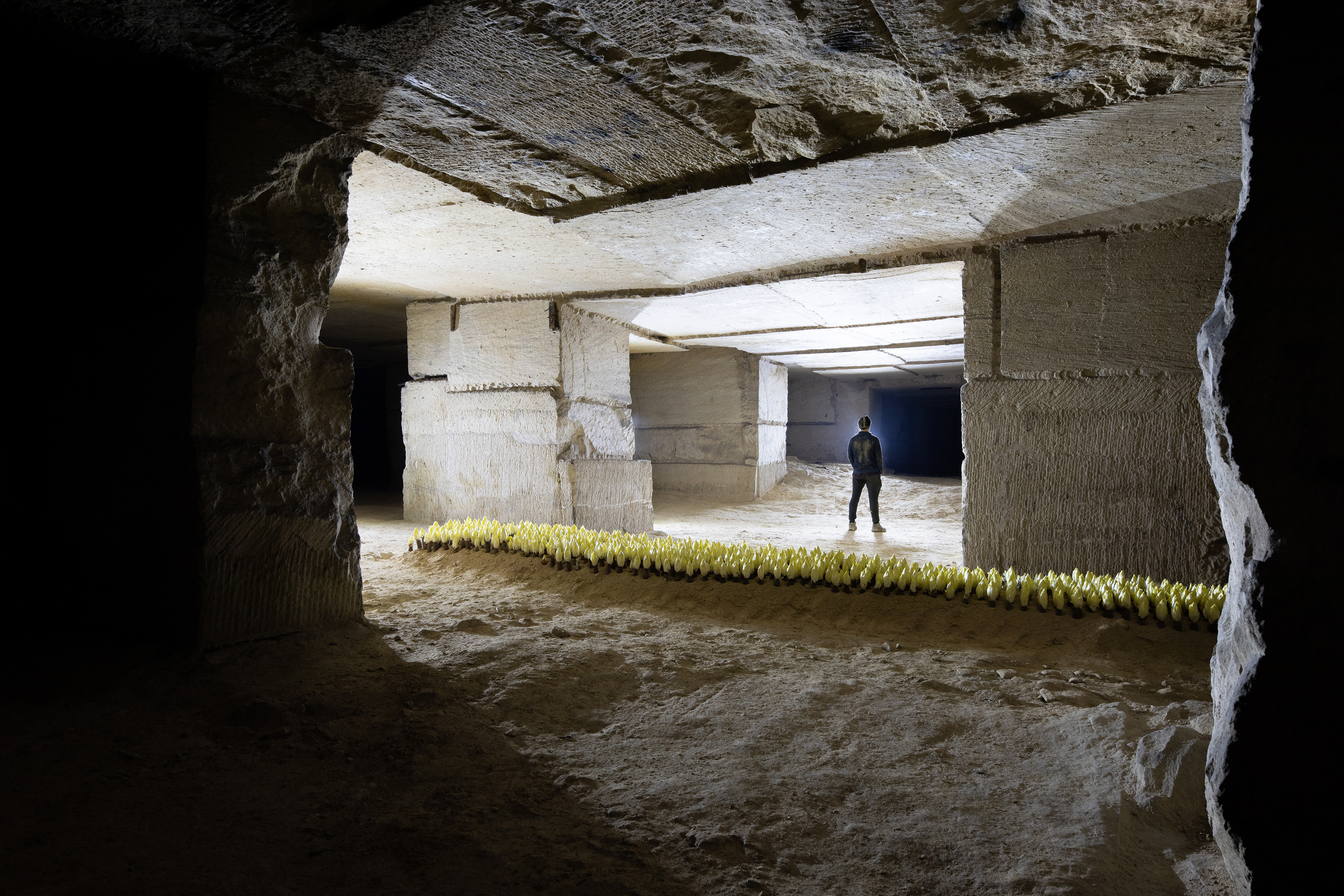 Culture d'endive dans une carrière de calcaire