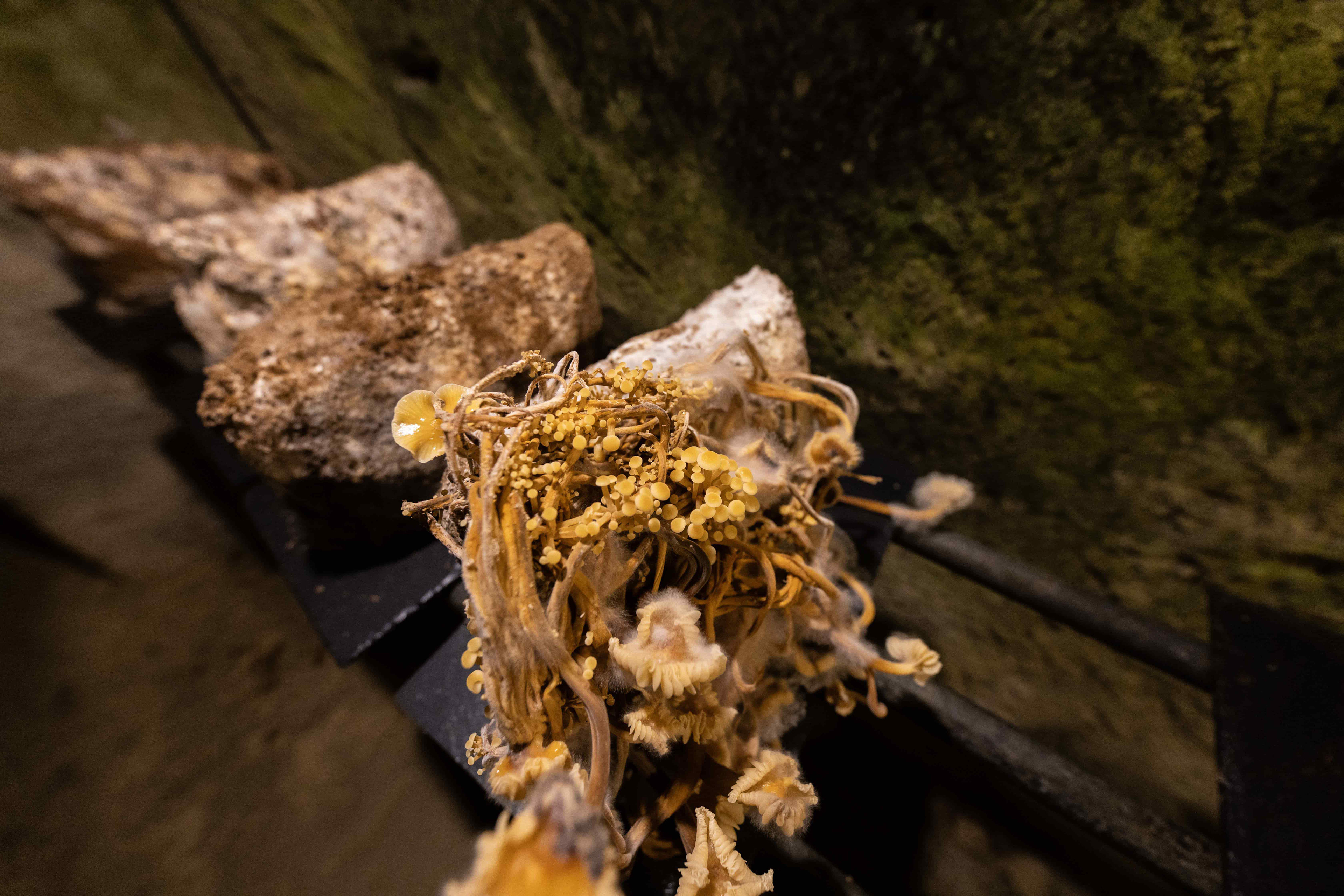 champignon collybie