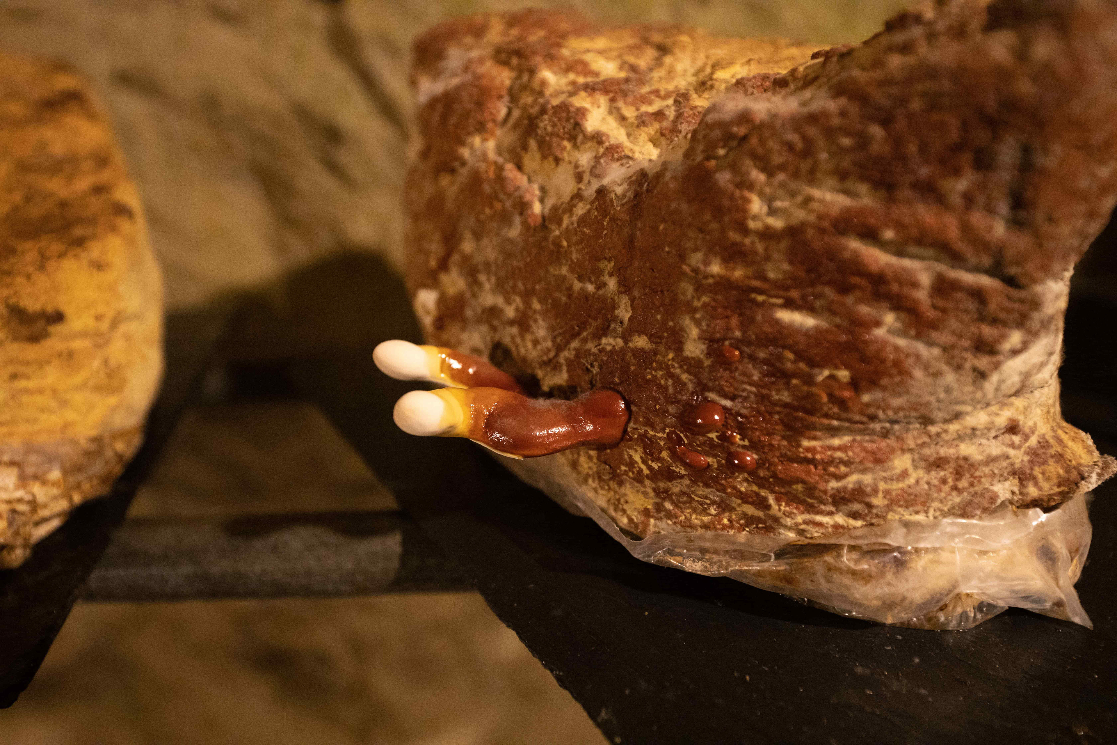 champignon ganoderma