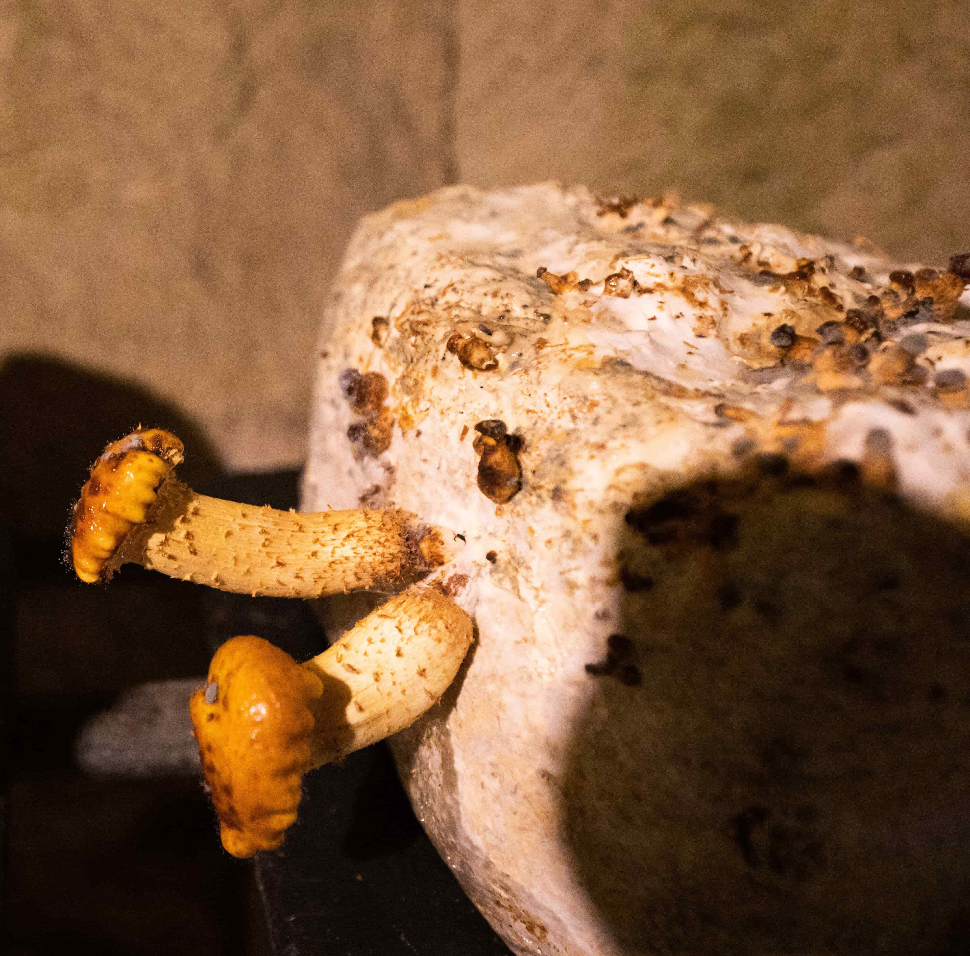champignon