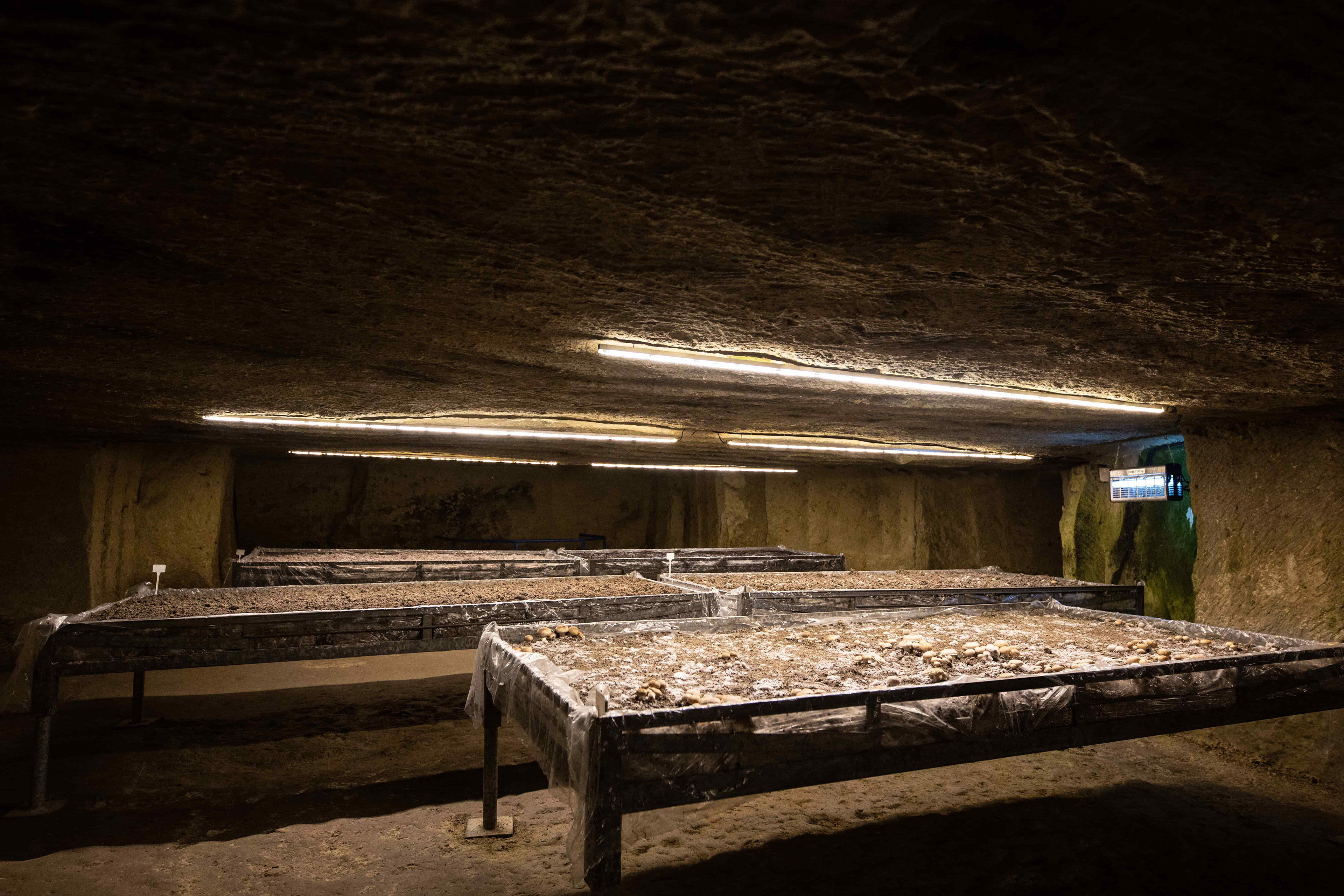 Les caisses métalliques font leur apparition dès les années 1990. Elles sont amenées sous terre déjà ensemencées et par des véhicules ce qui augmente fortement sa quantité de production.