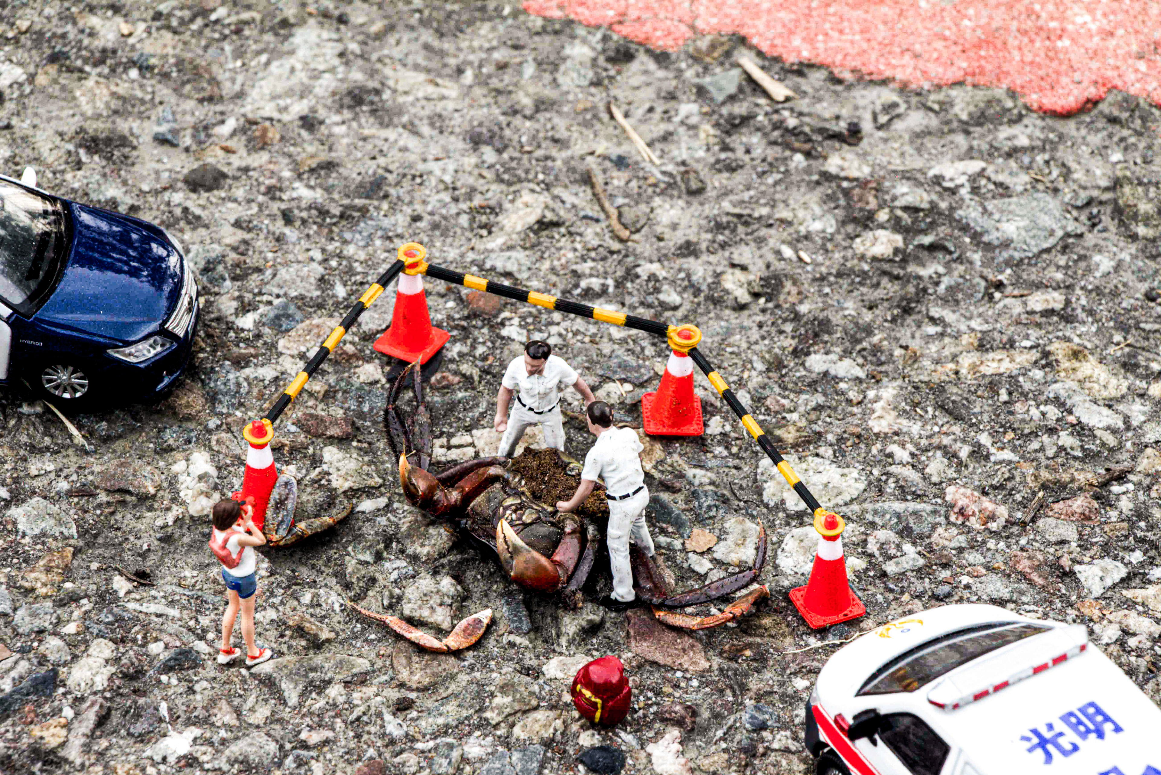 台灣微急 - Taiwan Little Emergency - Taiwan Emergency - 陸蟹 - 螃蟹 - land crab - crab
