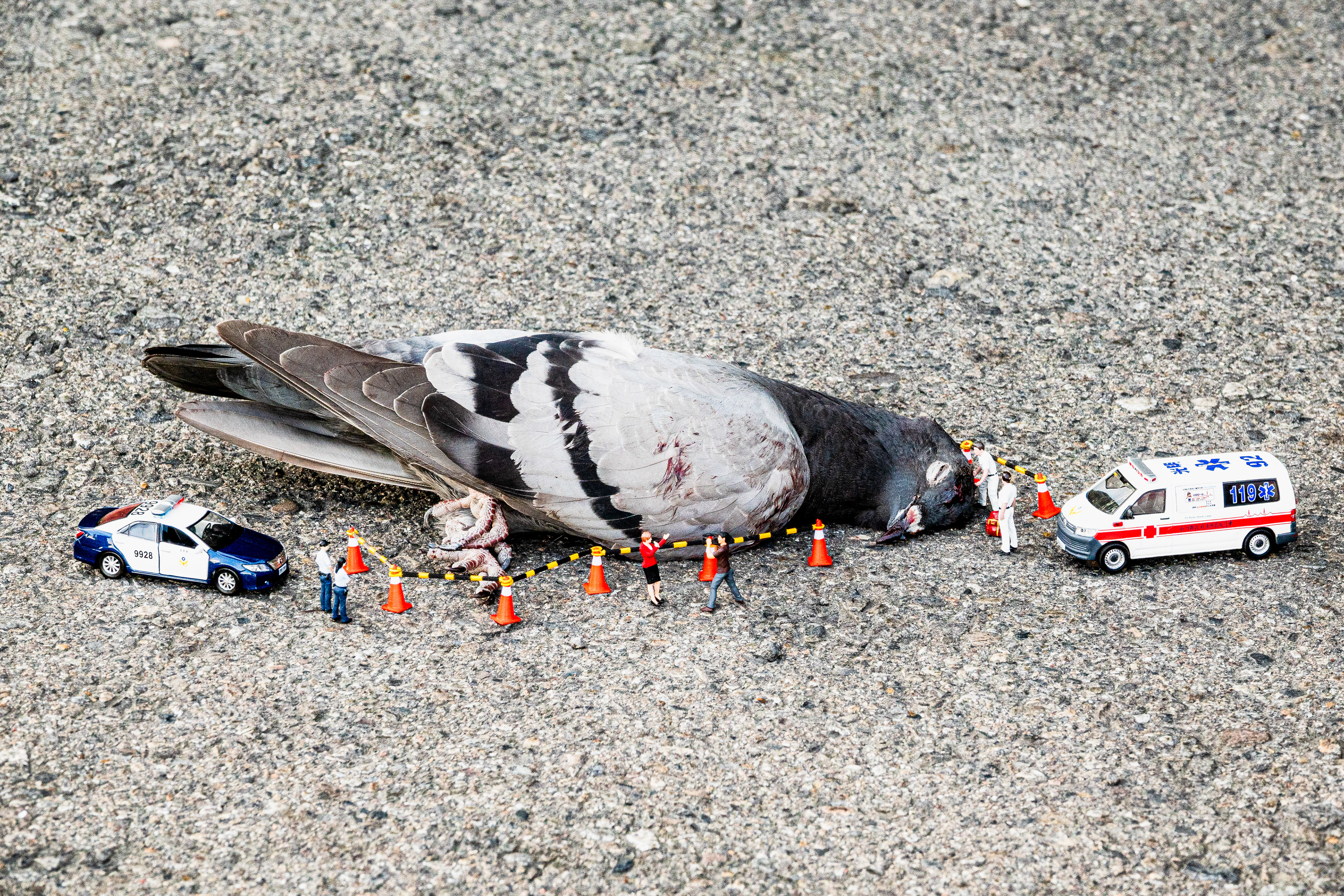 台灣微急 - Taiwan Little Emergency - Taiwan Emergency - 野鴿 - 鴿子 - Feral Pigeon -  Columba livia - dove - pigeon