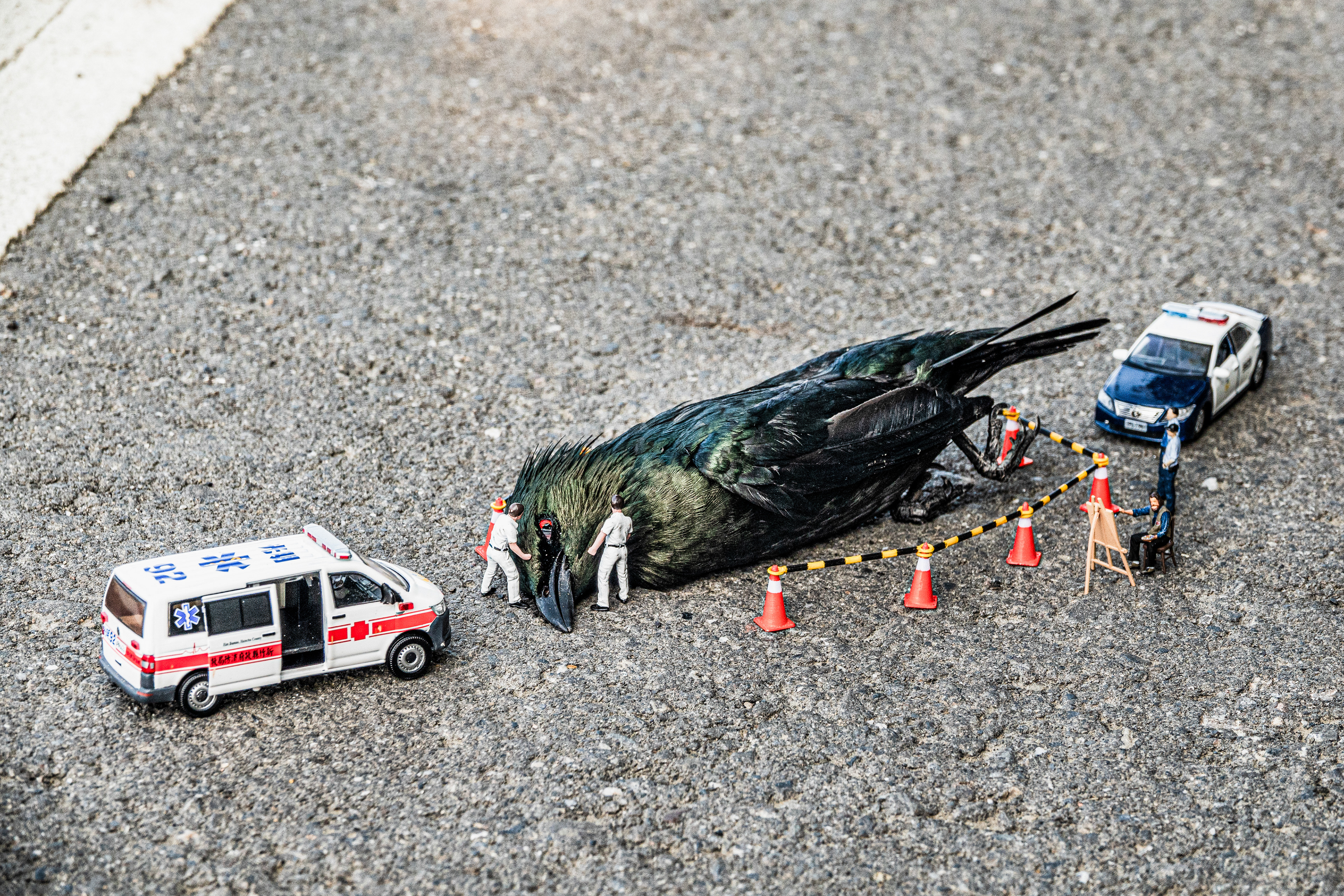 台灣微急 - Taiwan Little Emergency - Taiwan Emergency - 亞洲輝椋鳥 -   Asian Glossy Starling - Aplonis panayensis