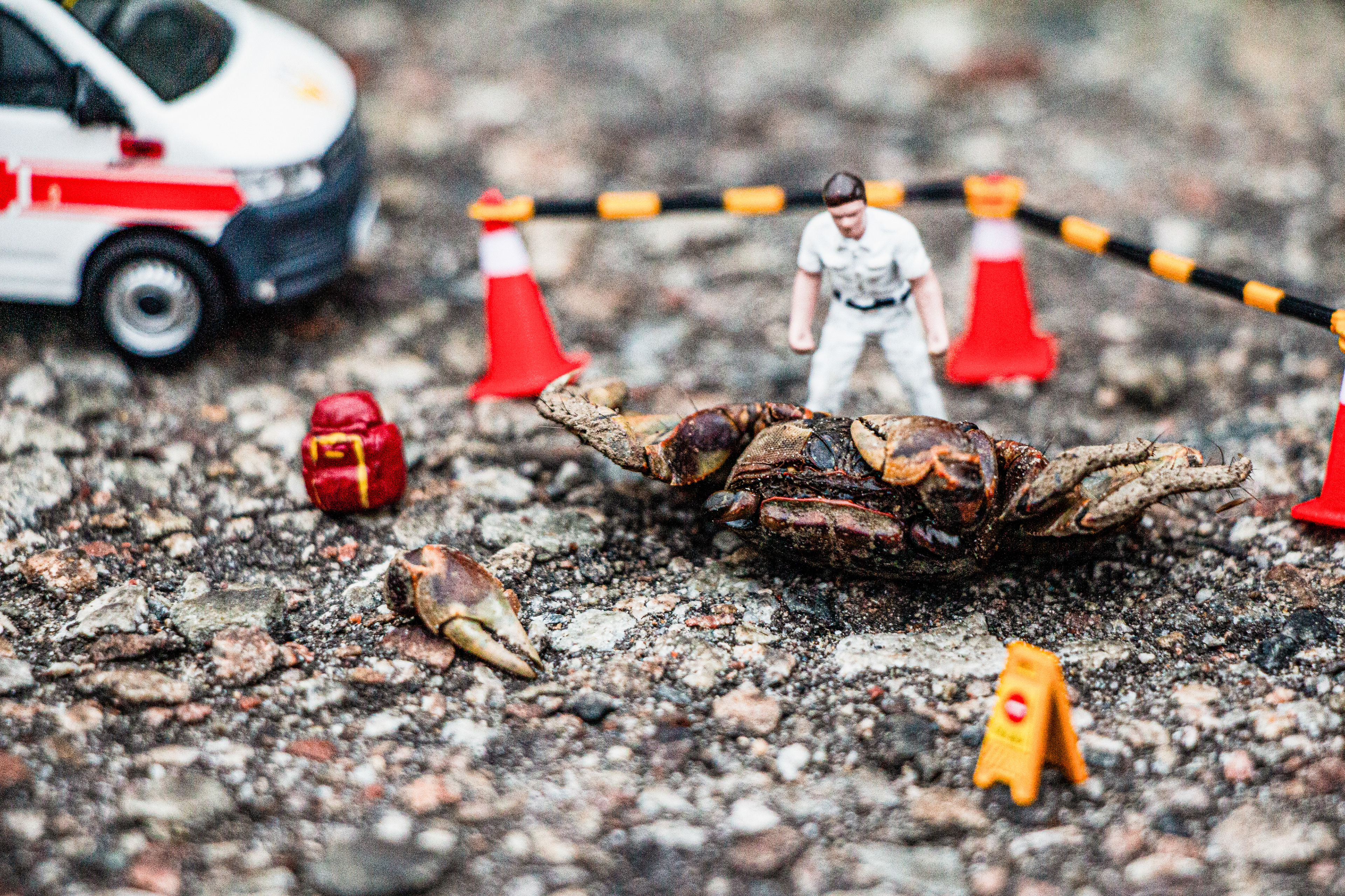 台灣微急 - Taiwan Little Emergency - Taiwan Emergency - 陸蟹 - 螃蟹 - land crab - crab