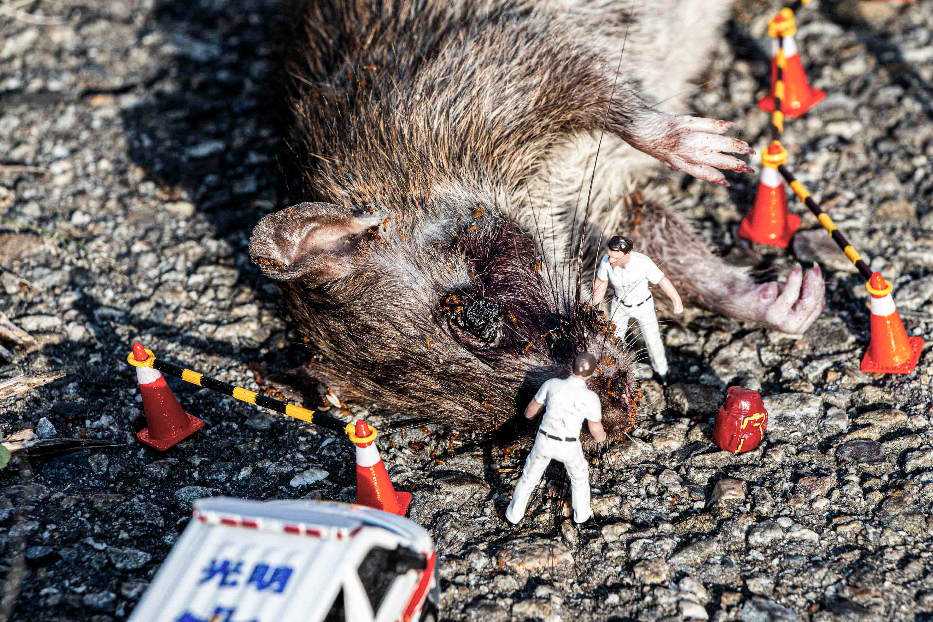 台灣微急 - Taiwan Little Emergency - Taiwan Emergency - 溝鼠 - 老鼠 - 鼠 - rat
