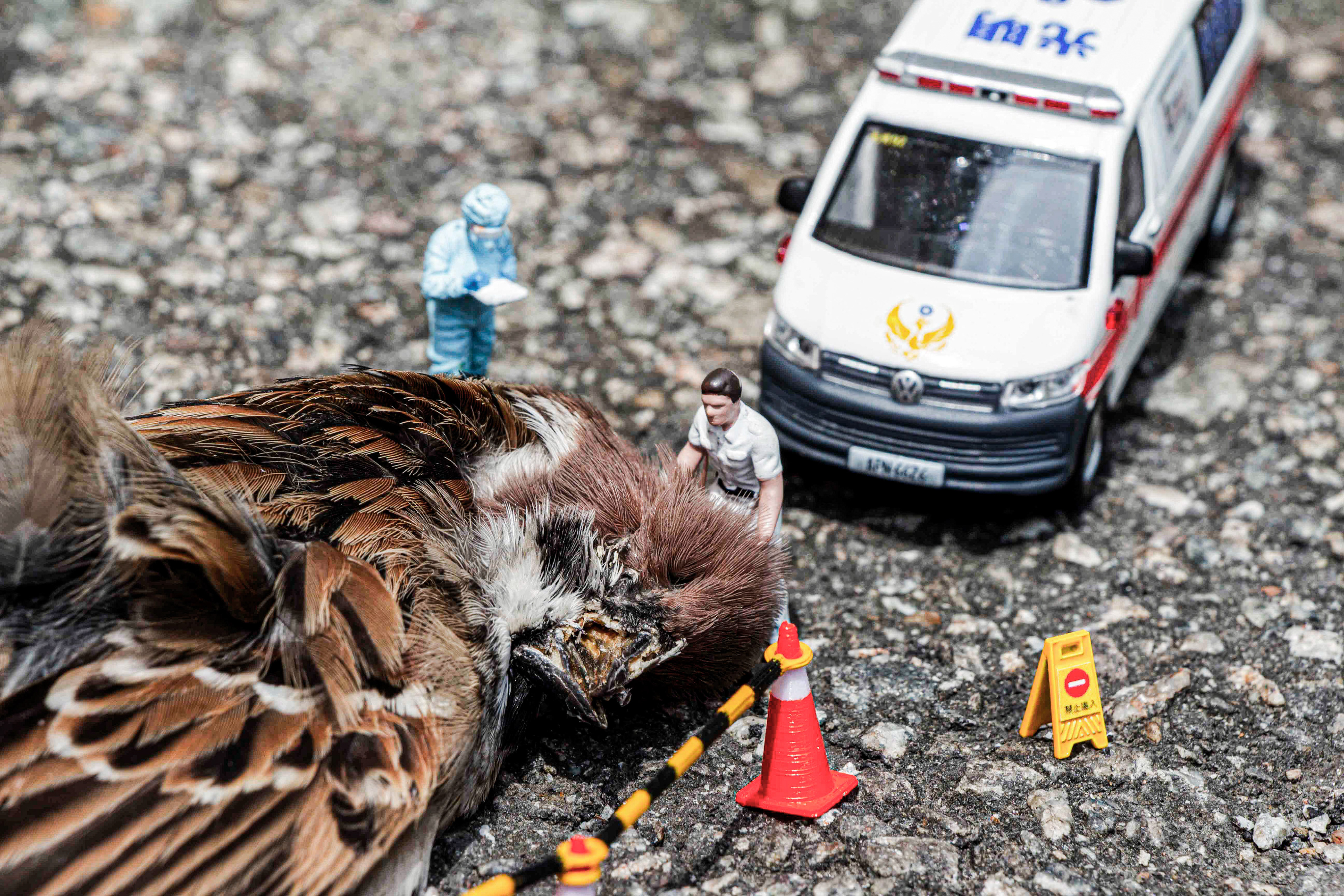 台灣微急 - Taiwan Little Emergency - Taiwan Emergency - 麻雀 - sparrow