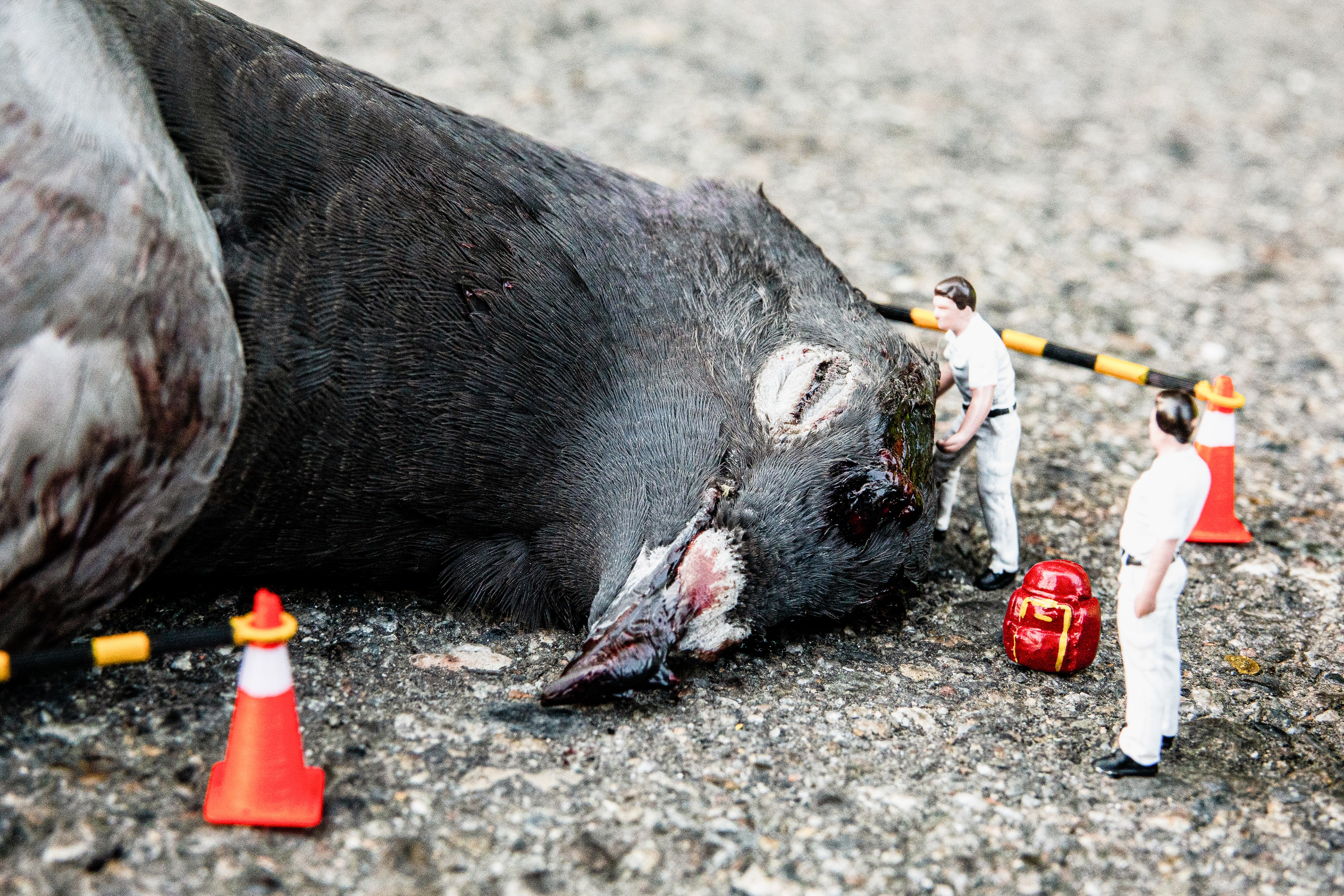 台灣微急 - Taiwan Little Emergency - Taiwan Emergency - 野鴿 - 鴿子 - Feral Pigeon -  Columba livia - dove - pigeon
