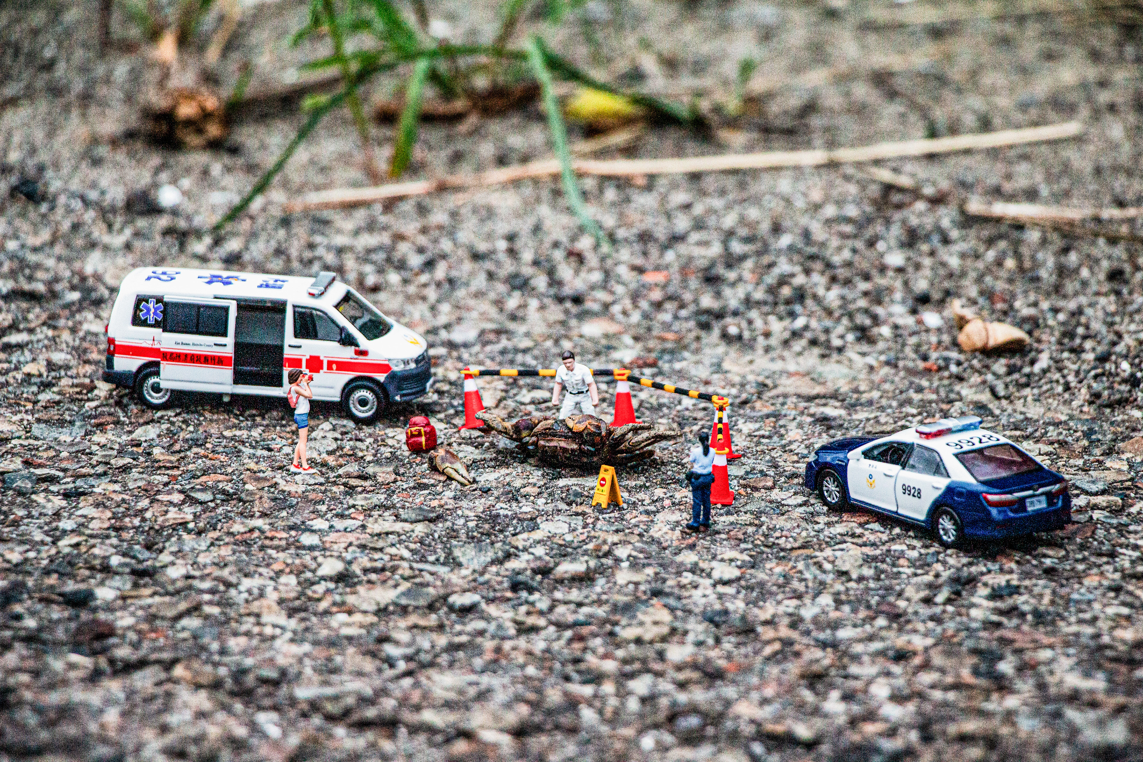台灣微急 - Taiwan Little Emergency - Taiwan Emergency - 陸蟹 - 螃蟹 - land crab - crab