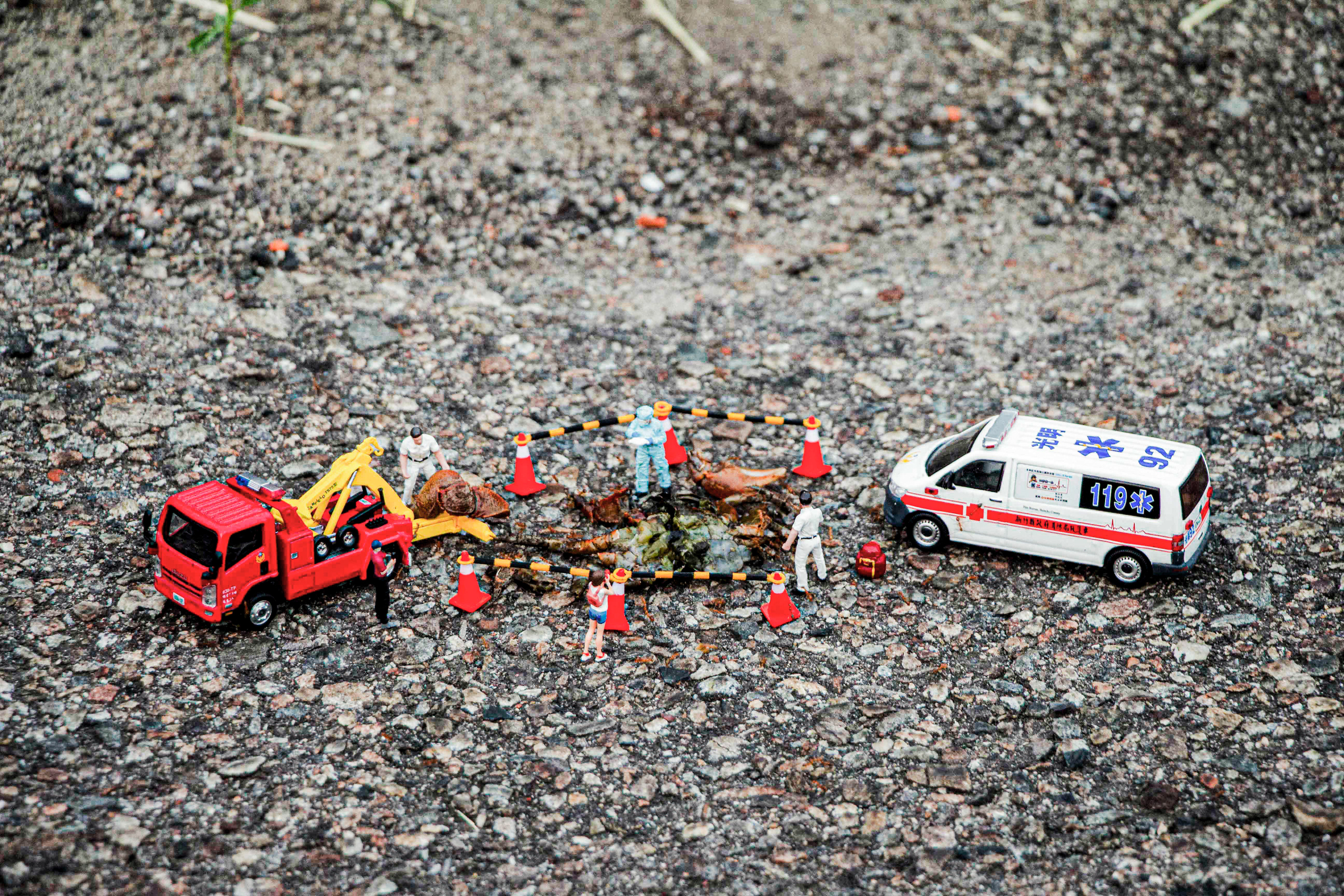 台灣微急 - Taiwan Little Emergency - Taiwan Emergency - 陸蟹 - 螃蟹 - land crab - crab