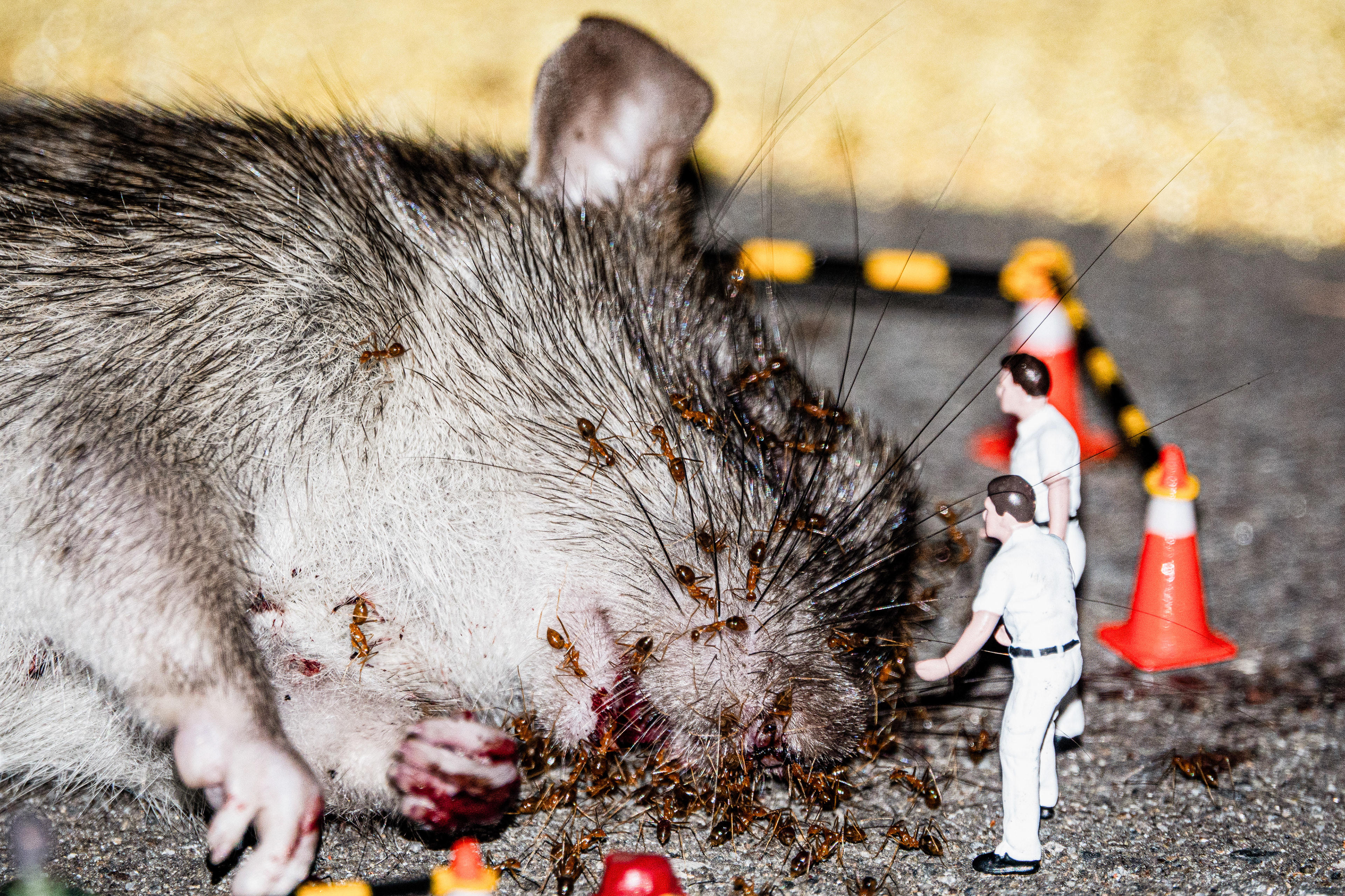 台灣微急 - Taiwan Little Emergency - Taiwan Emergency - 溝鼠 - 老鼠 - 鼠 - rat