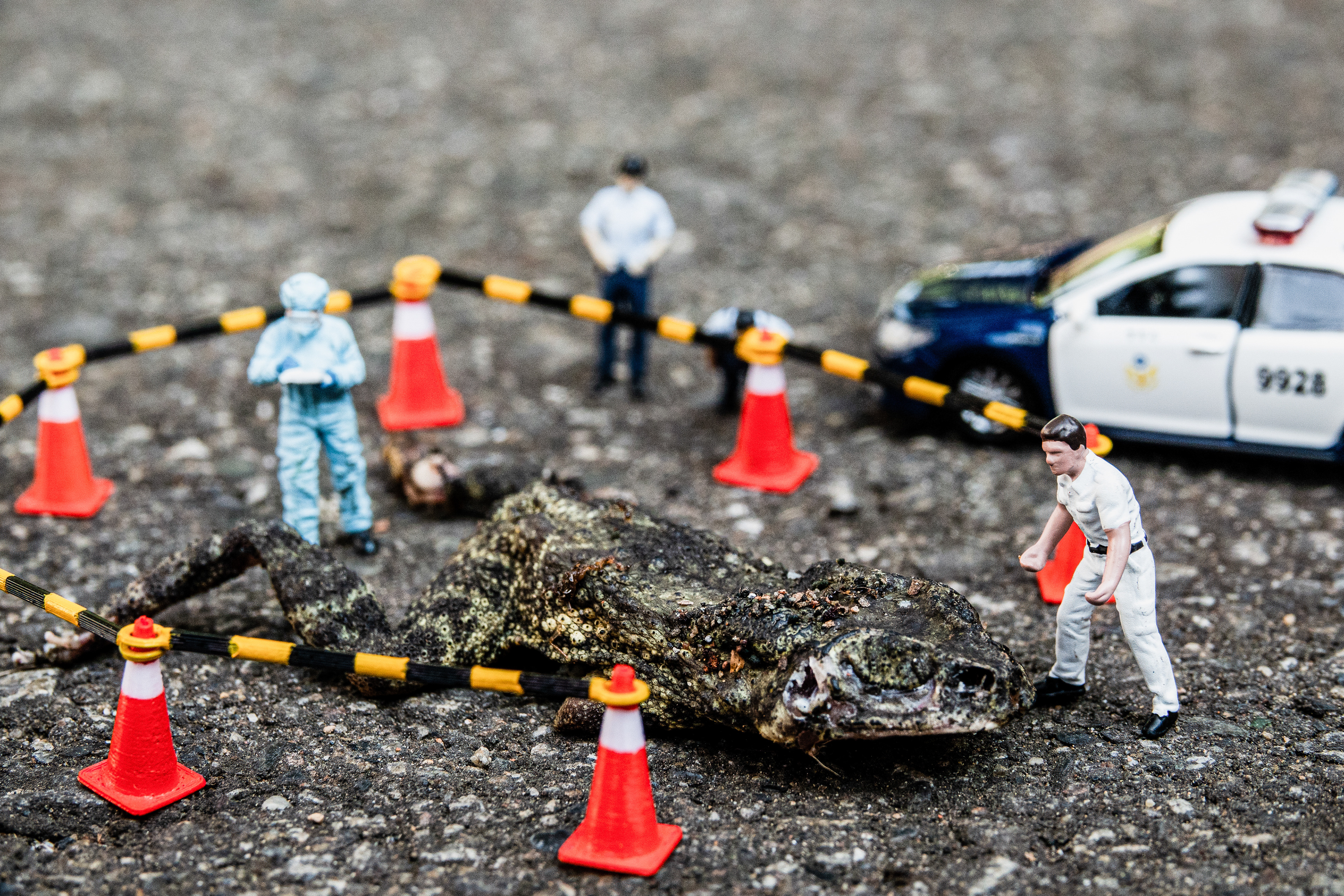 台灣微急 - Taiwan Little Emergency - Taiwan Emergency - 黑眶蟾蜍 -  Duttaphrynus melanostictus - toad - 蟾蜍 
