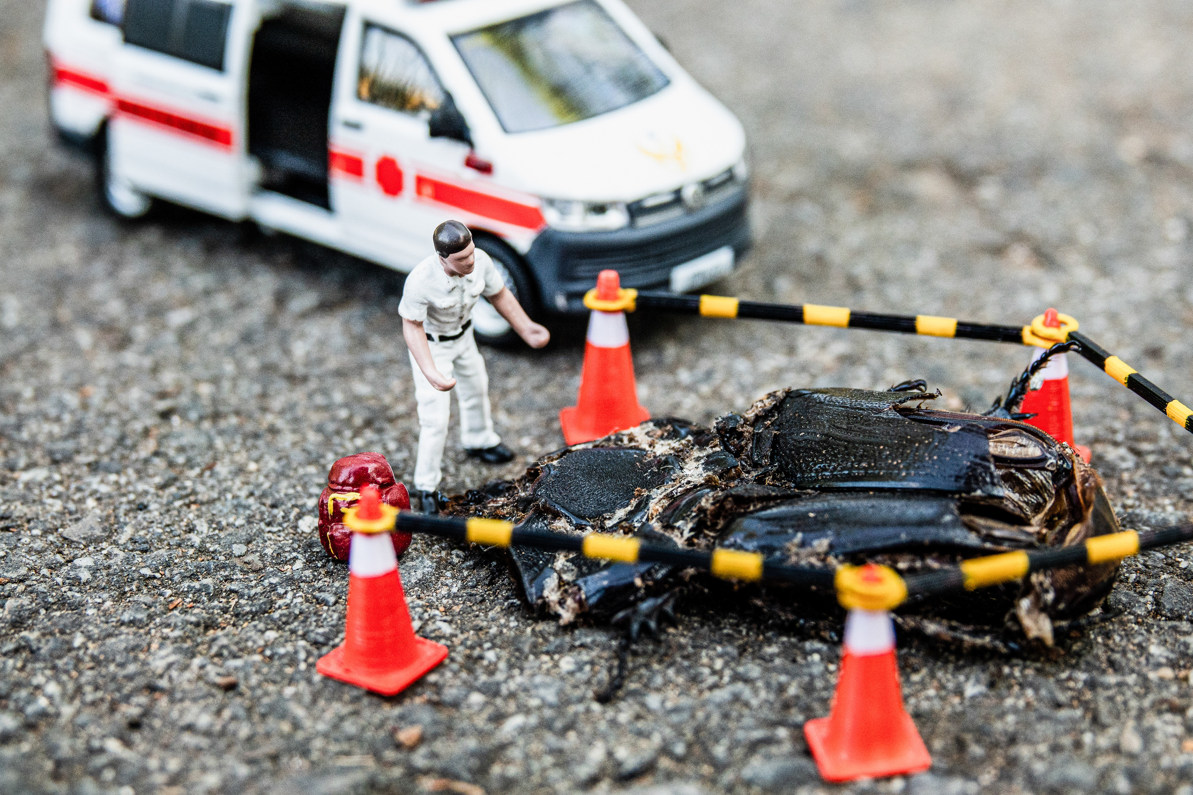 台灣微急 - Taiwan Little Emergency - Taiwan Emergency - 鍬形蟲 - stag beetle - Beetle - 甲蟲