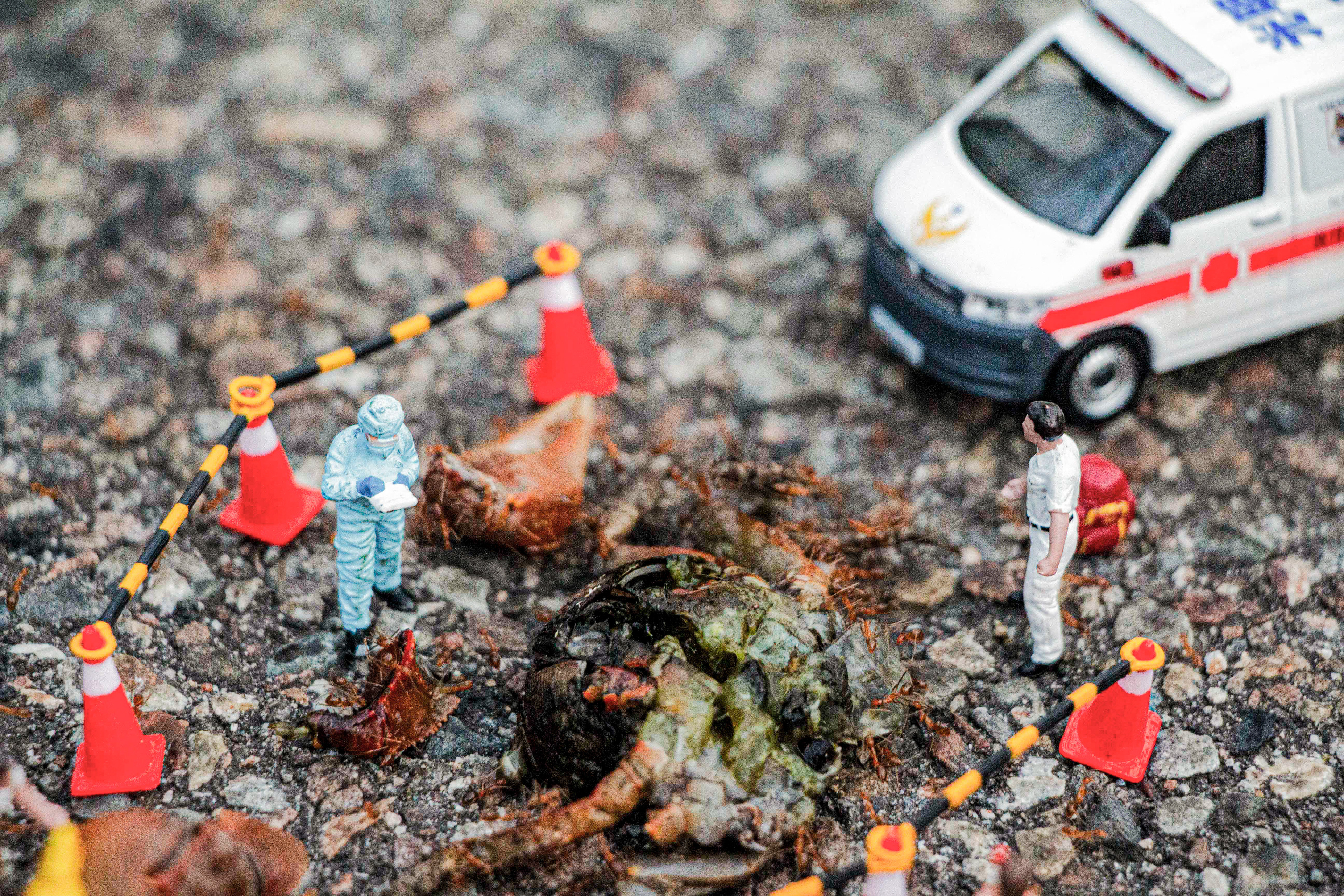 台灣微急 - Taiwan Little Emergency - Taiwan Emergency - 陸蟹 - 螃蟹 - land crab - crab