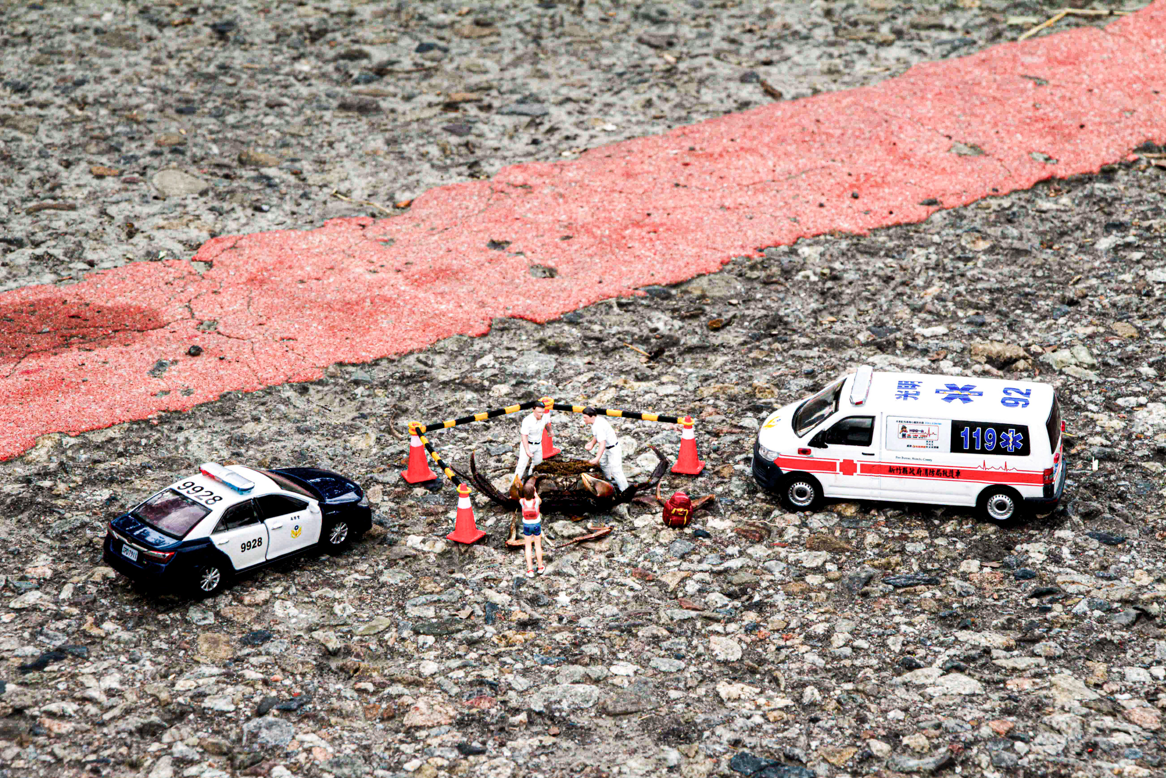 台灣微急 - Taiwan Little Emergency - Taiwan Emergency - 陸蟹 - 螃蟹 - land crab - crab