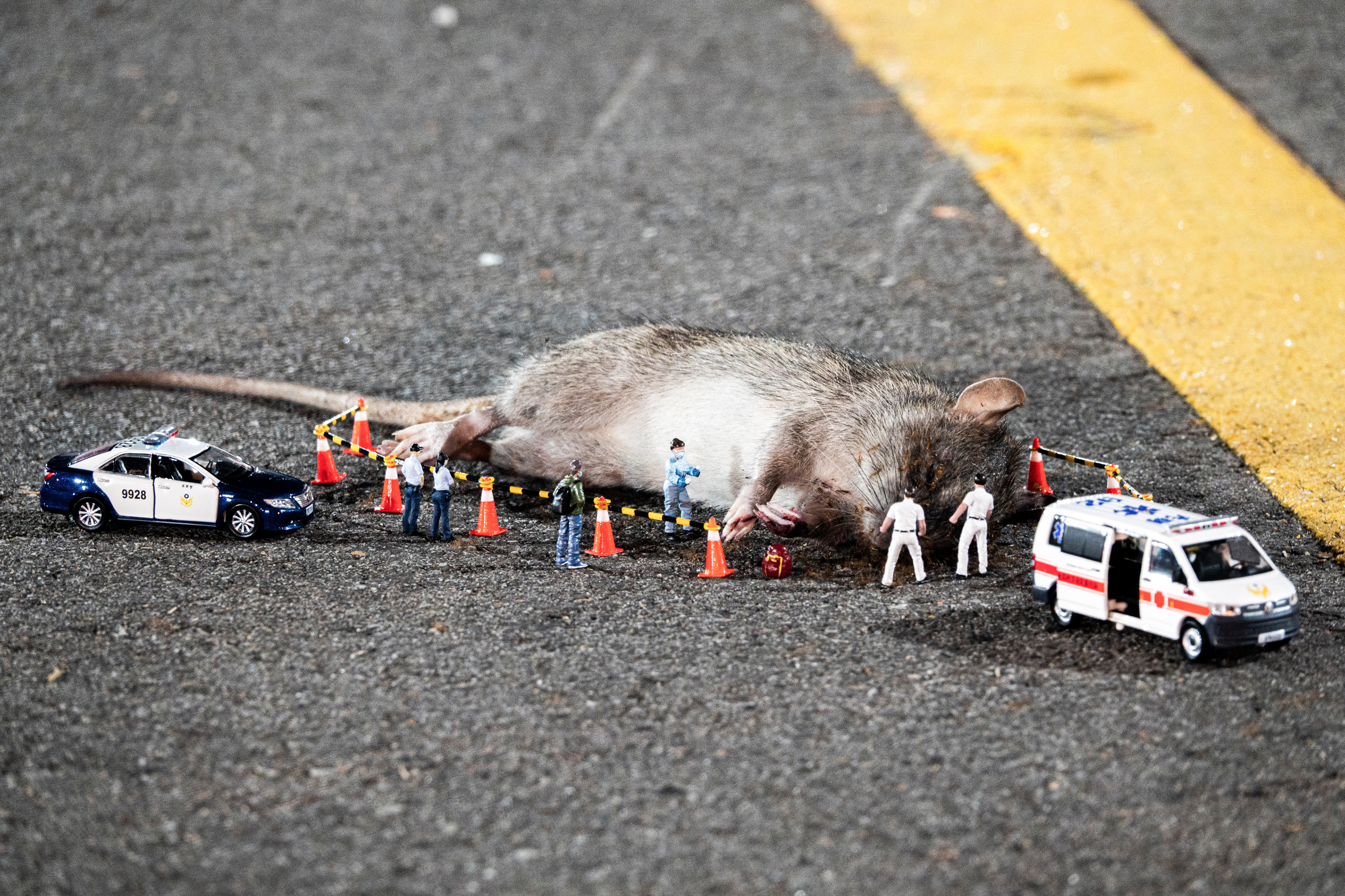 台灣微急 - Taiwan Little Emergency - Taiwan Emergency - 溝鼠 - 老鼠 - 鼠 - rat
