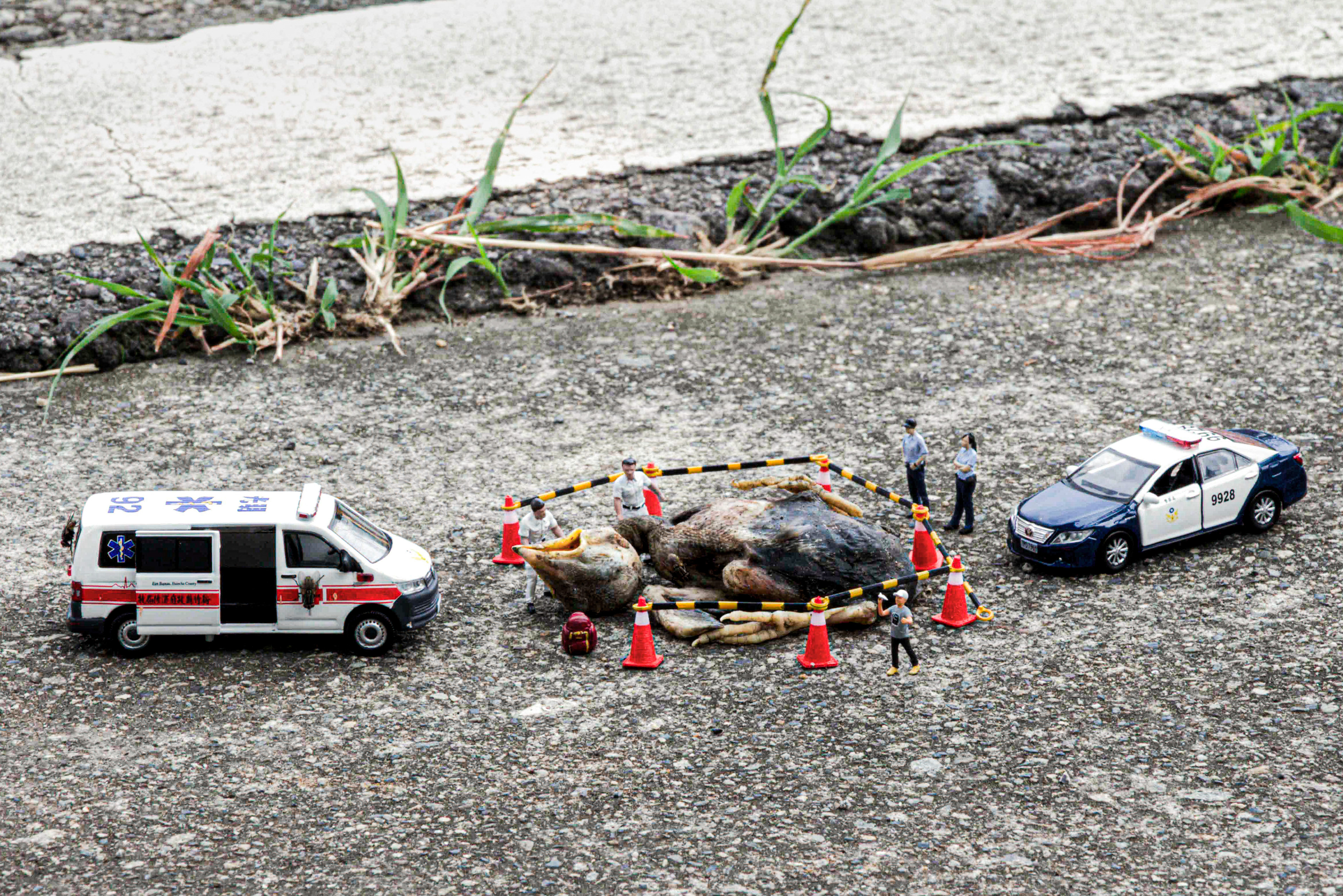 台灣微急 - Taiwan Little Emergency - Taiwan Emergency - 麻雀雛鳥 - sparrow hatchling - hatchling - Baby sparrow - 幼鳥 - 麻雀幼鳥