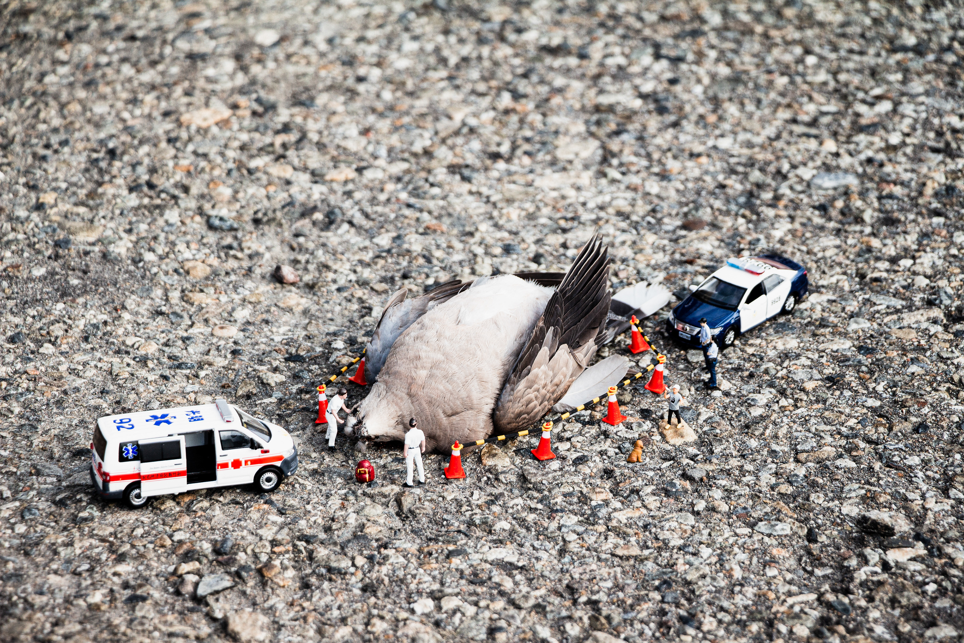 台灣微急 - Taiwan Little Emergency - Taiwan Emergency - 斑鳩 - Turtle Dove - dove 