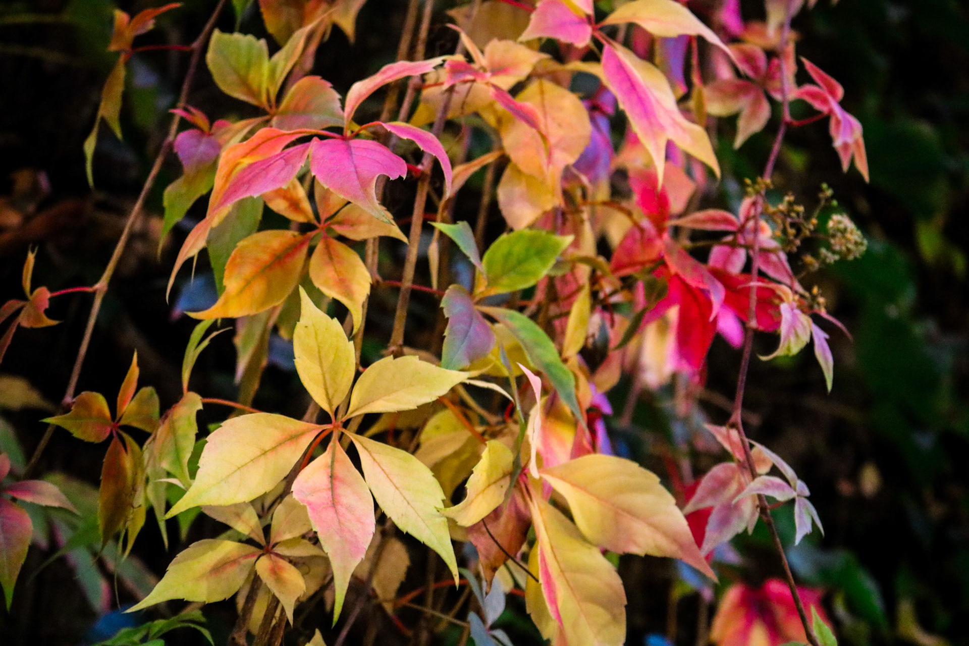 Leaves by the Lightshow (2018)