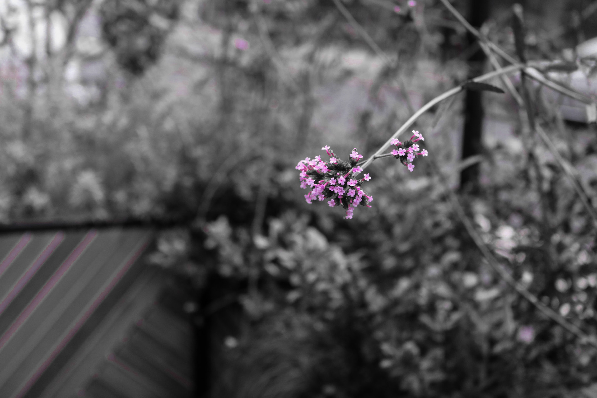 Vervain's Shine (2017)