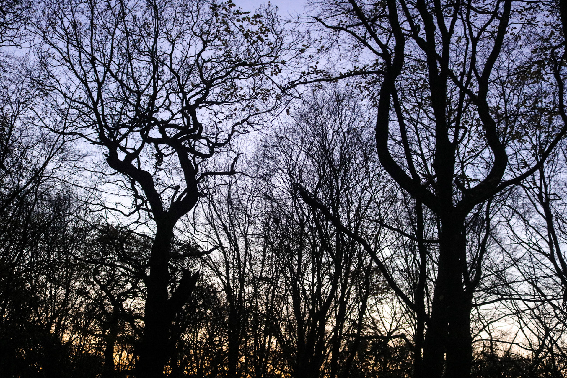 Naked Trees (2018)