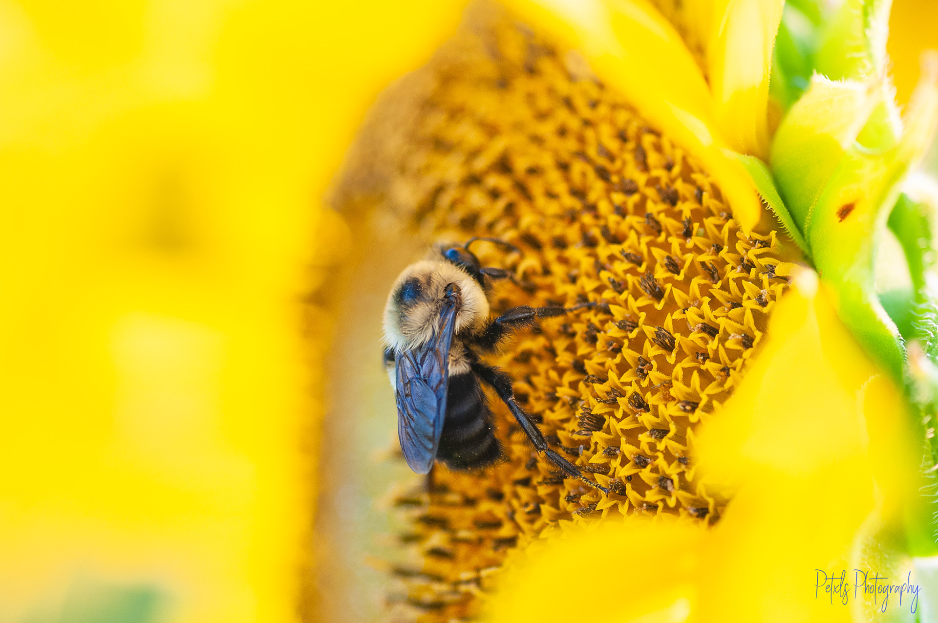 Bee Closeup