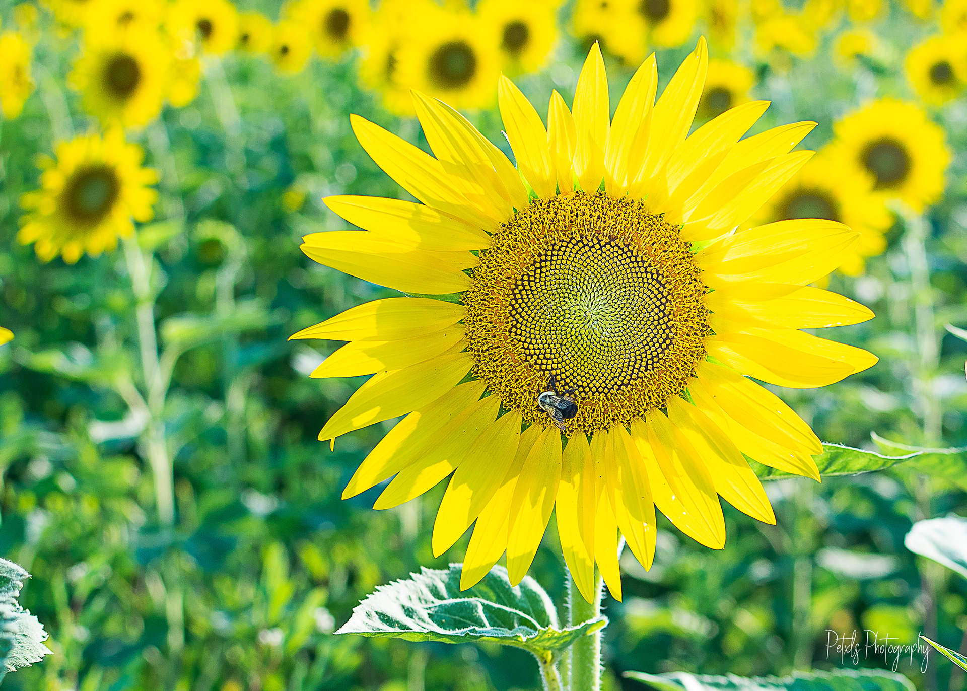 Bee & Sunflower