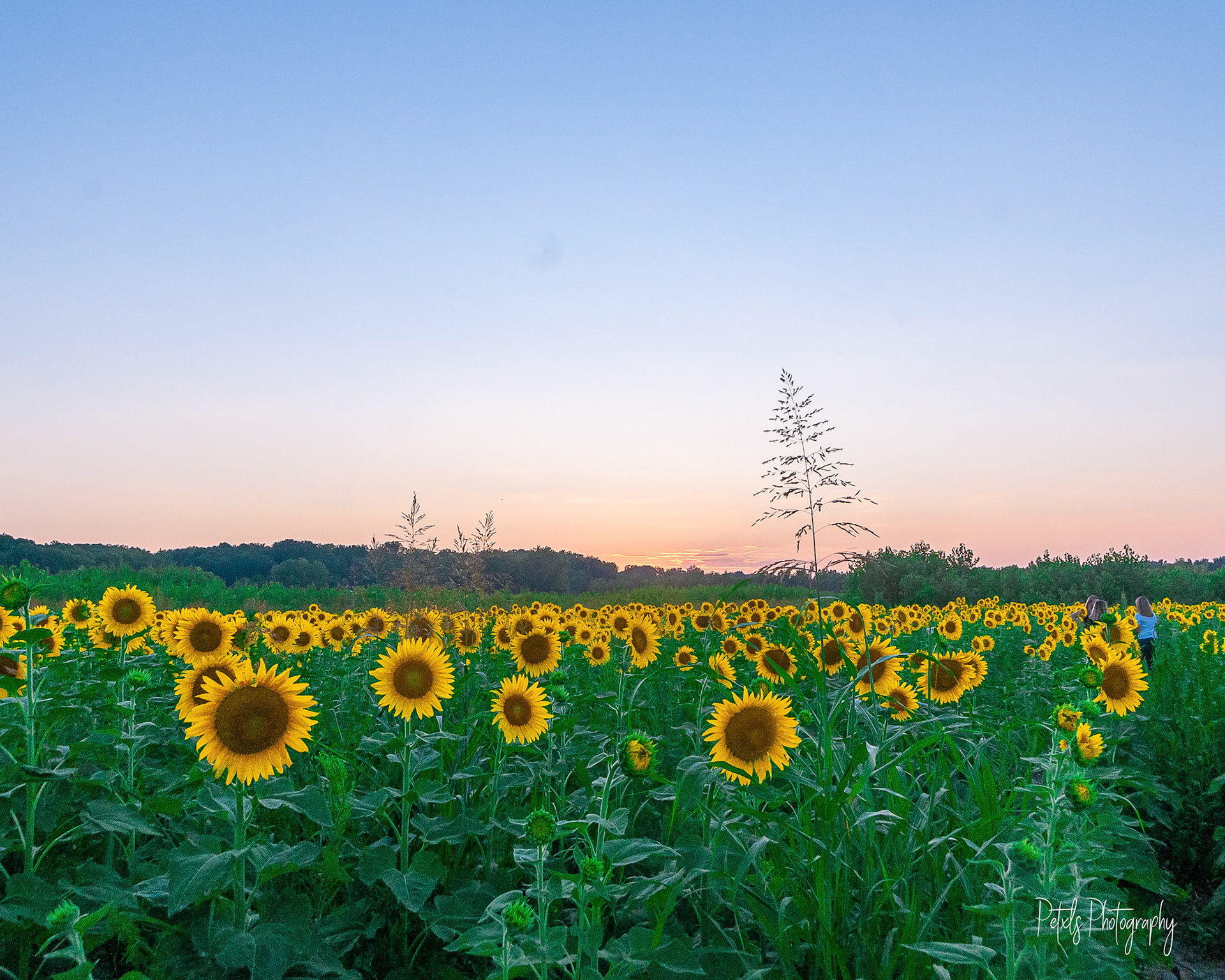 Sunset and Sunflower