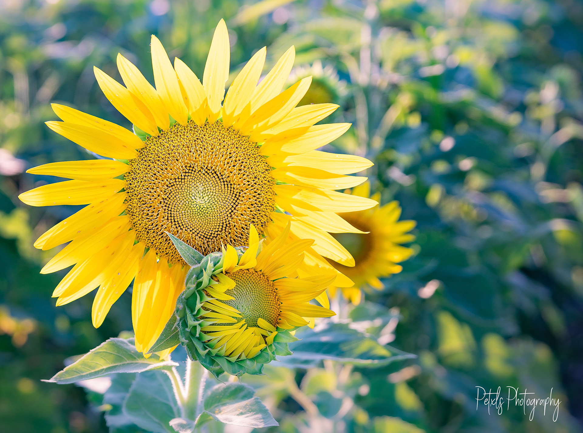 Big and Small Sunflowers