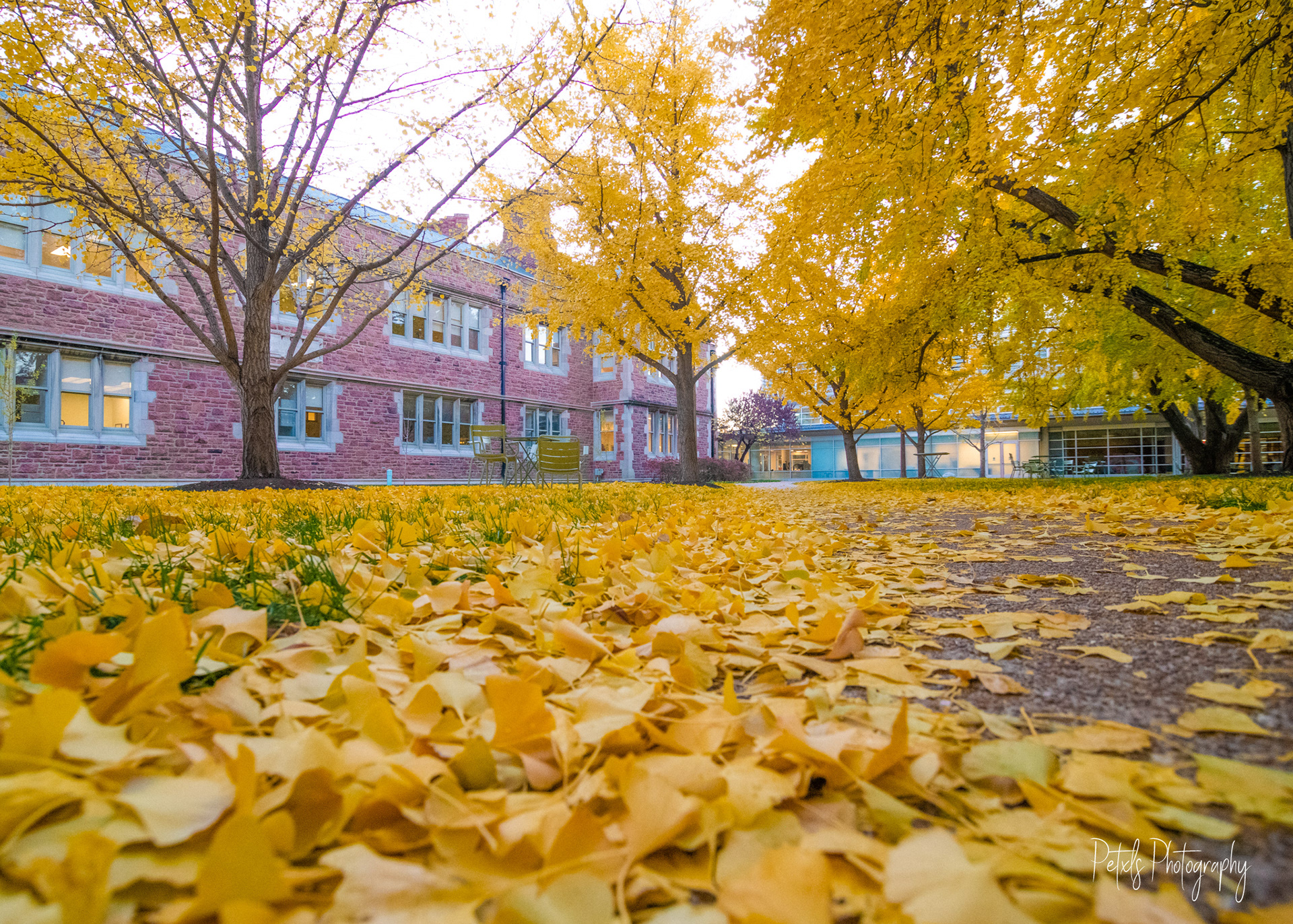 Ginkgo Carpet III