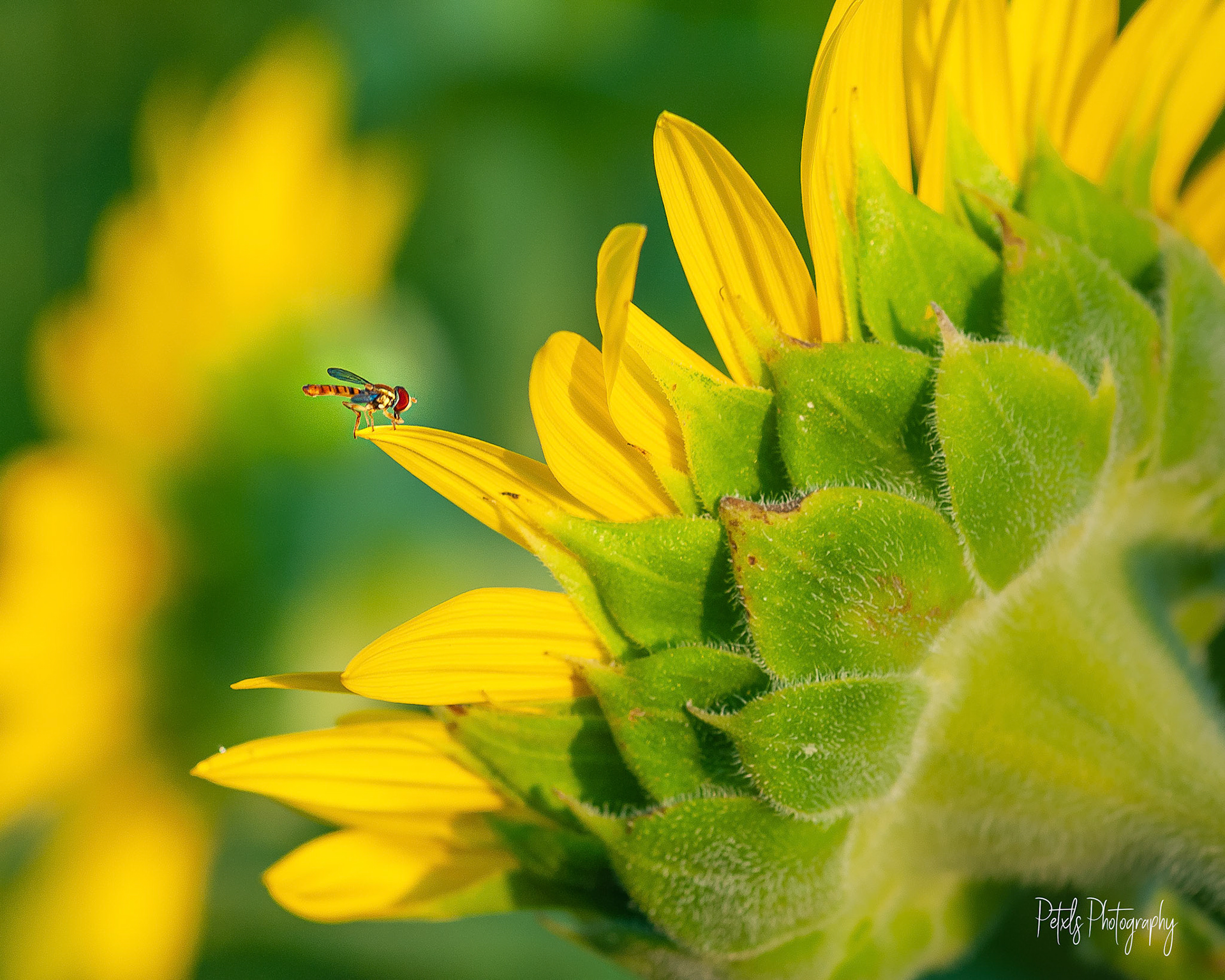Sunflower and Bug