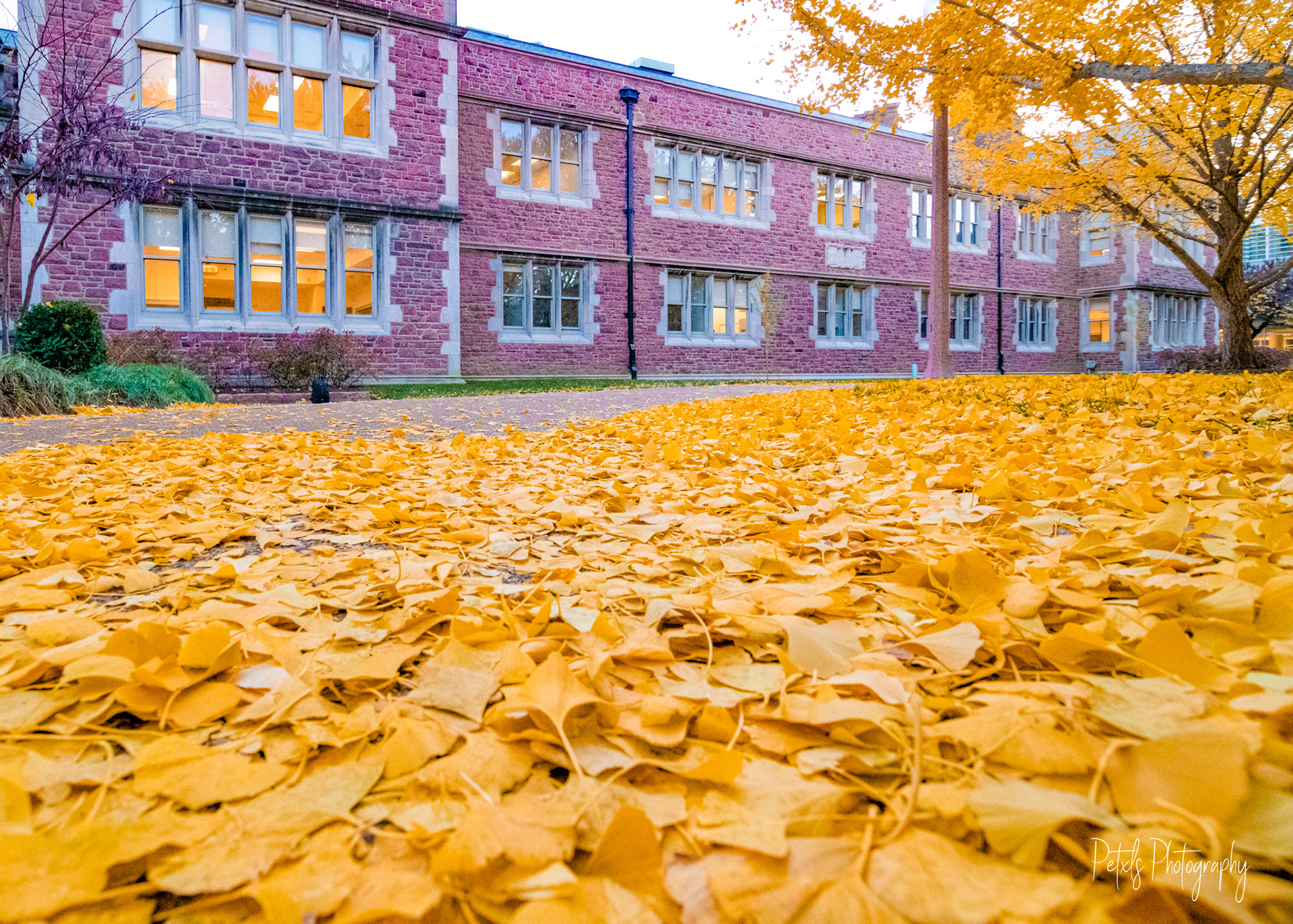 Ginkgo Carpet I