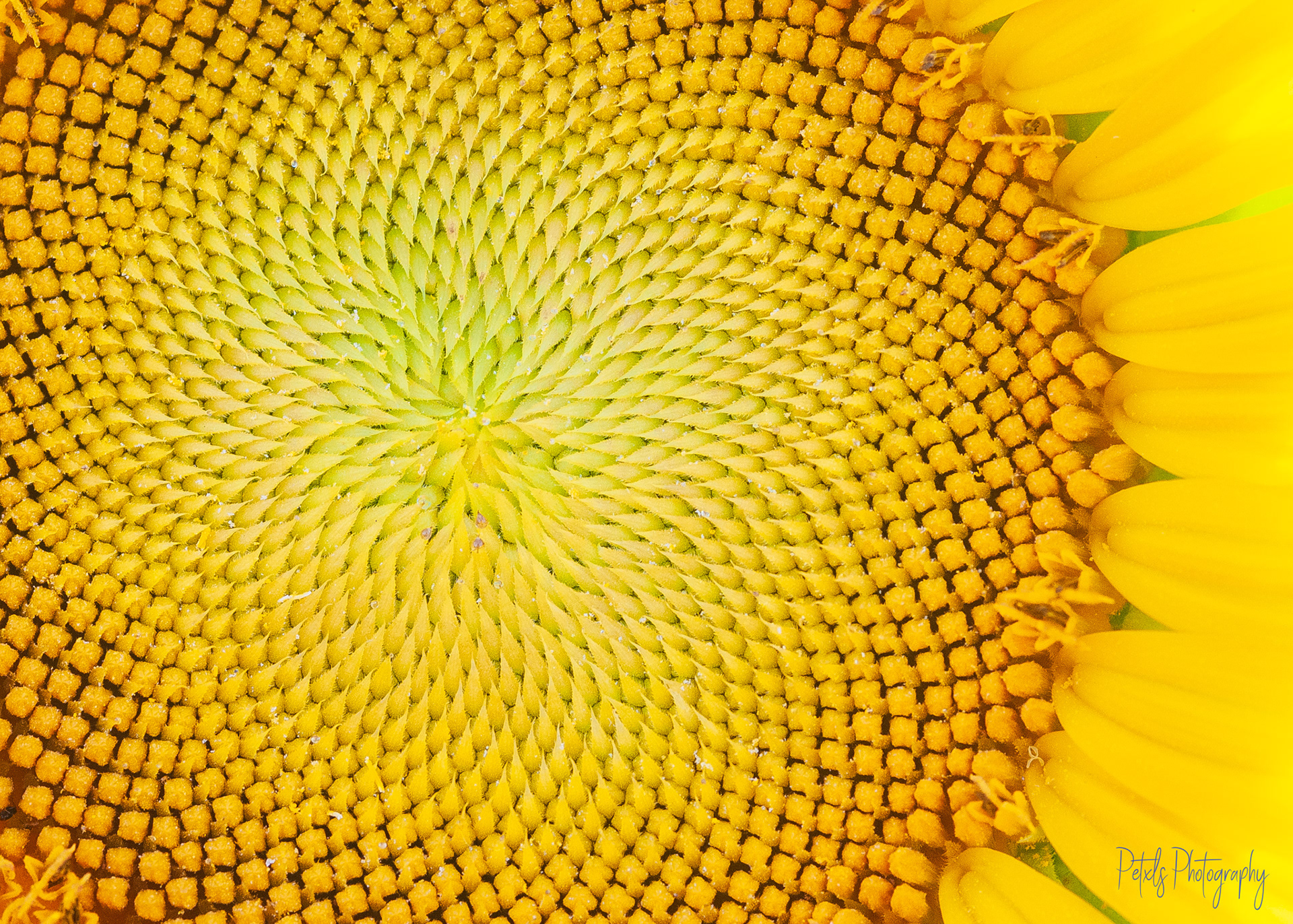 Sunflower with Patterns