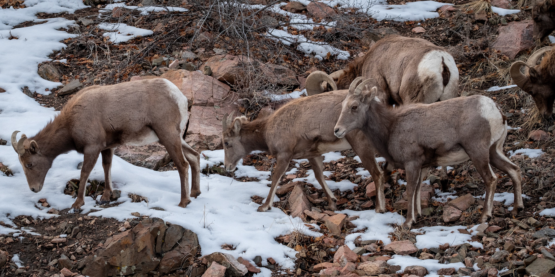 Bighorn Sheep in Waterton Canyon - Denver, CO