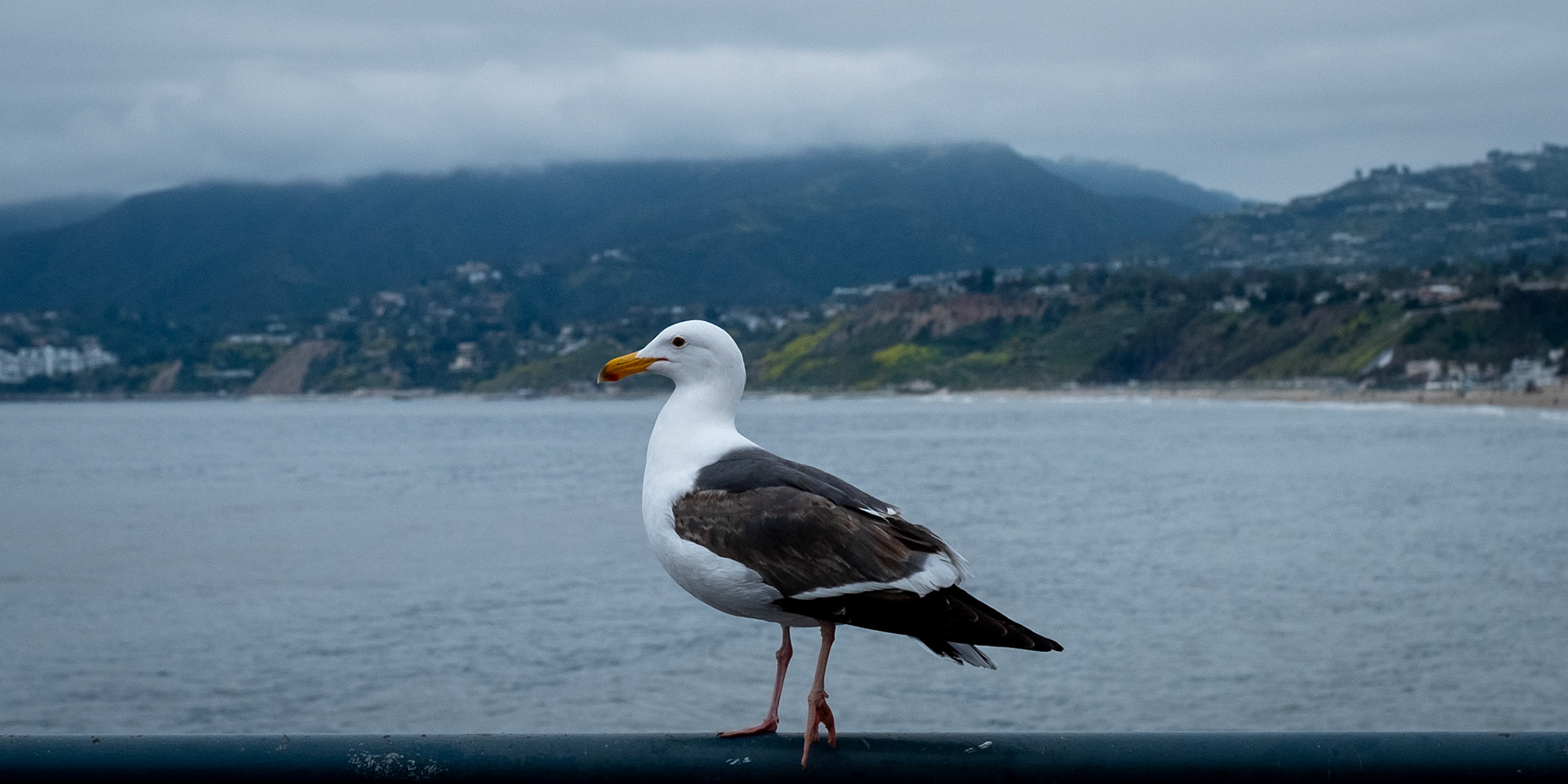 Gull - Santa Monica, CA