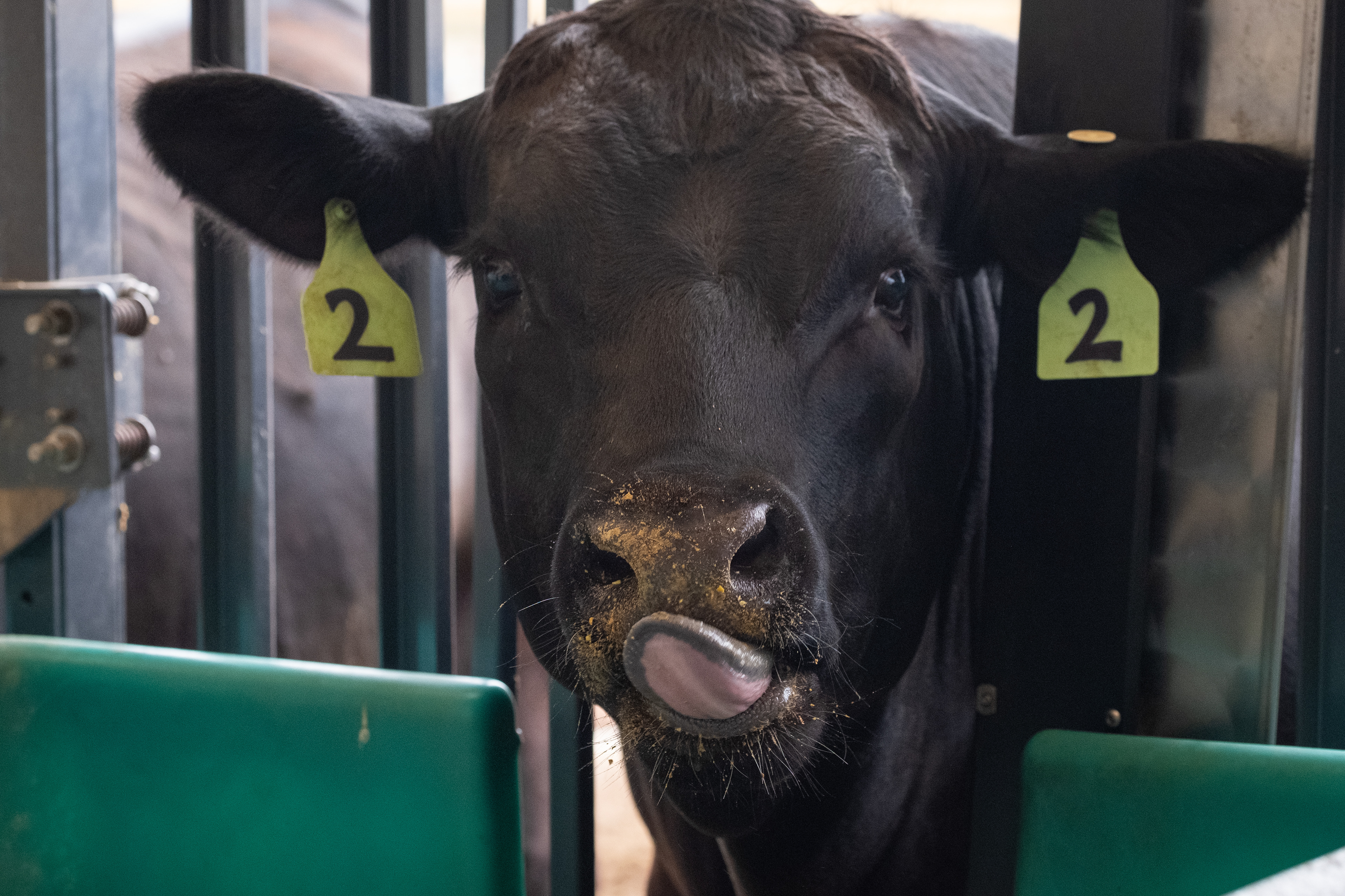A steer licks its lips while it eats at a feeding station at the Colorado State University research lab Thursday, Aug. 8, 2024, in Fort Collins. Each cow’s ear tag transmits data on which cow is eating at the feeding station. (Claudia A. Garcia, Special to The Colorado Sun)