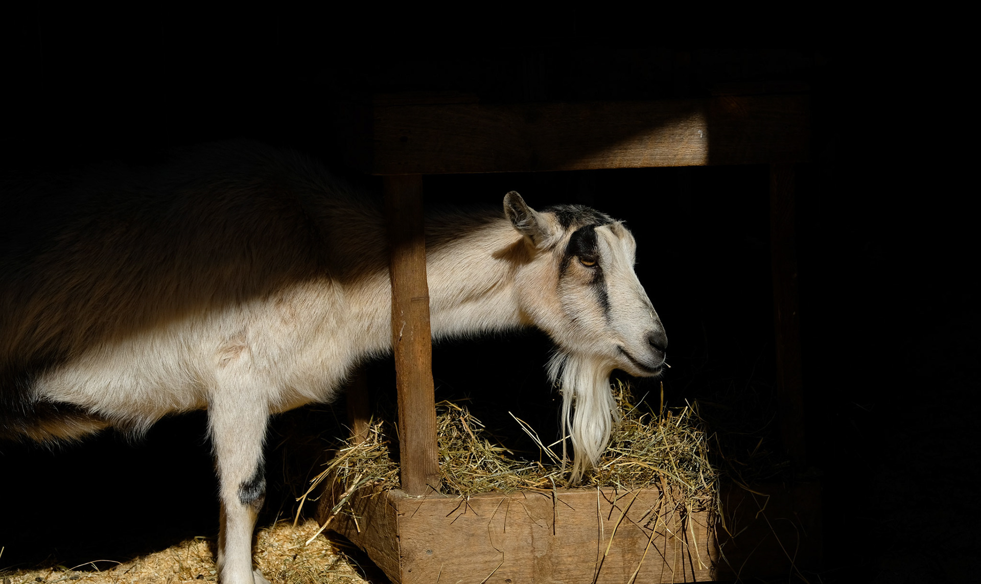 Goat at Biltmore Estate - Asheville, NC