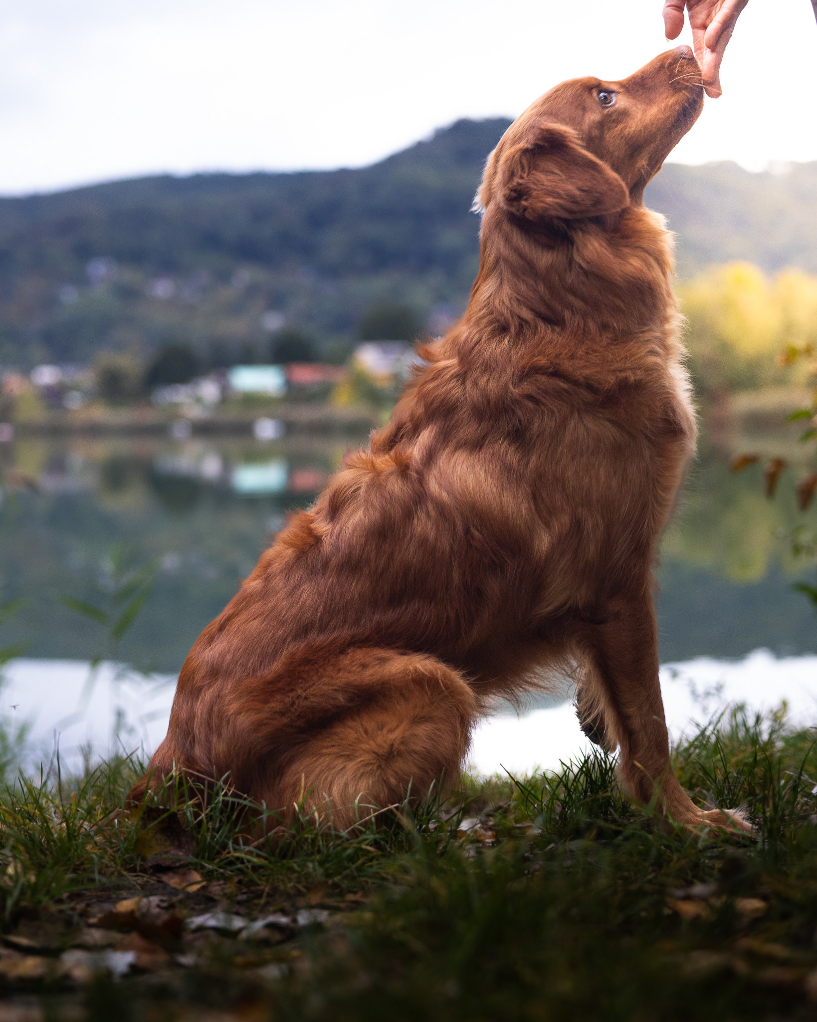 Kazuo - Greifenstein