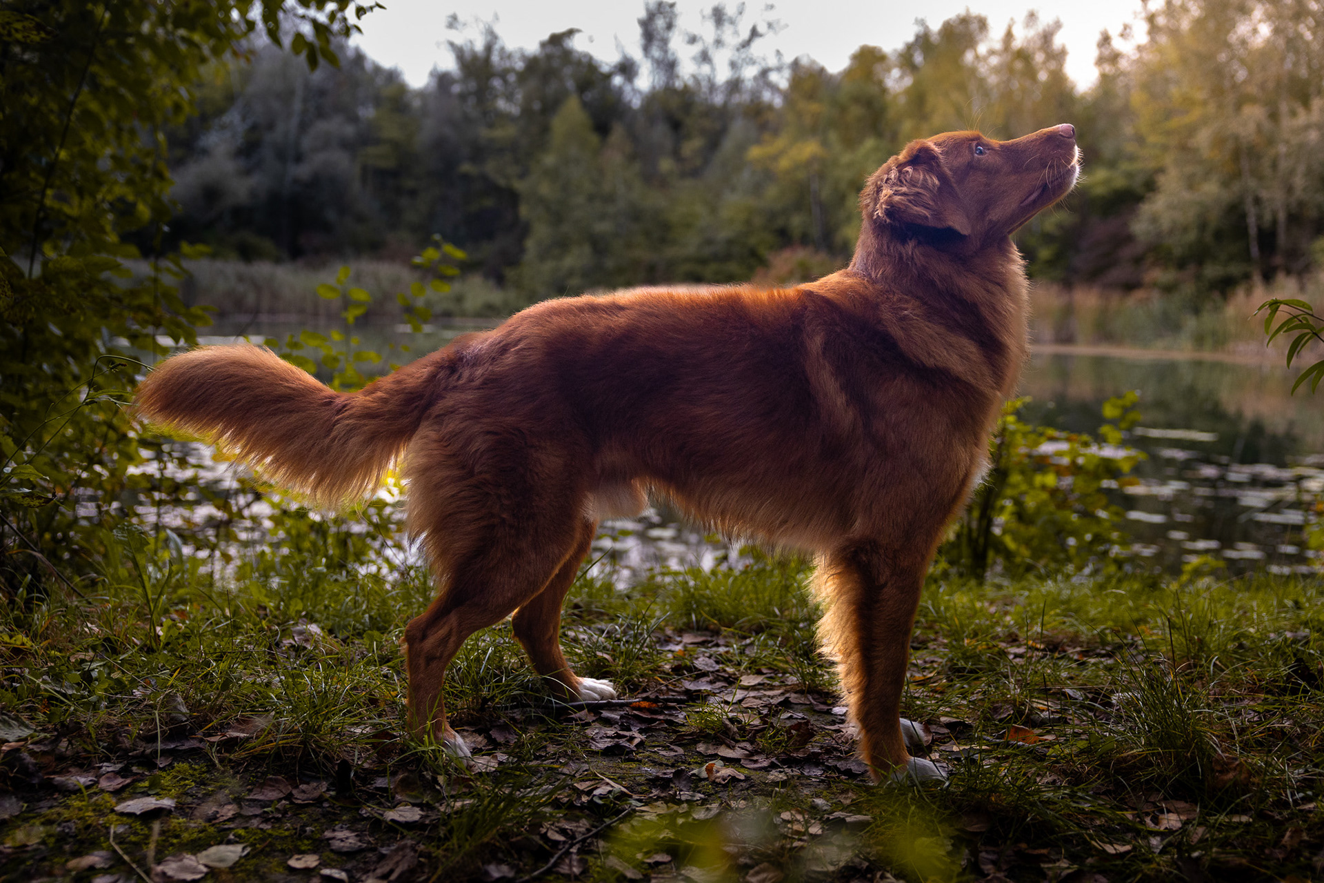 Kazuo - Greifenstein