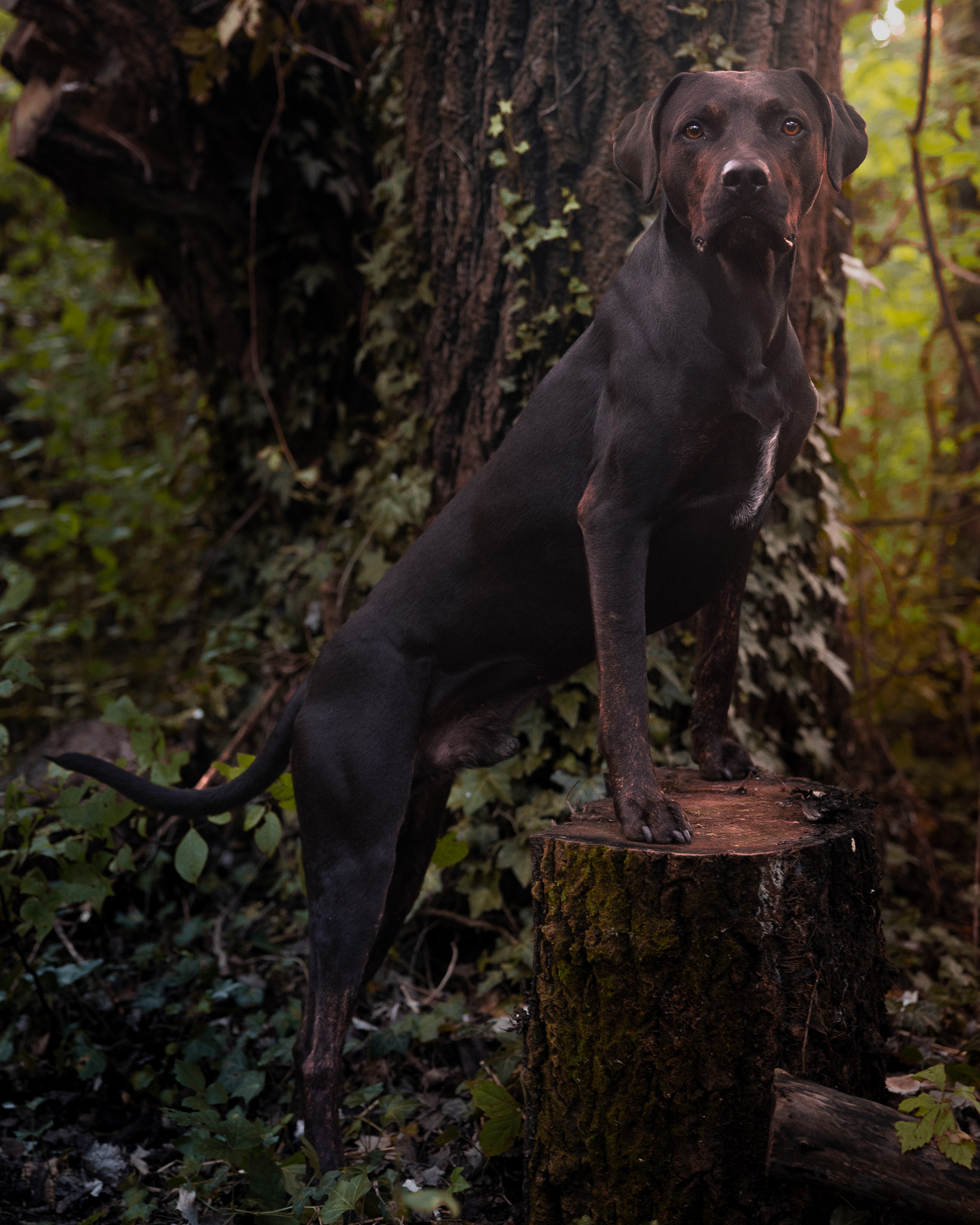 Thorin - Greifenstein