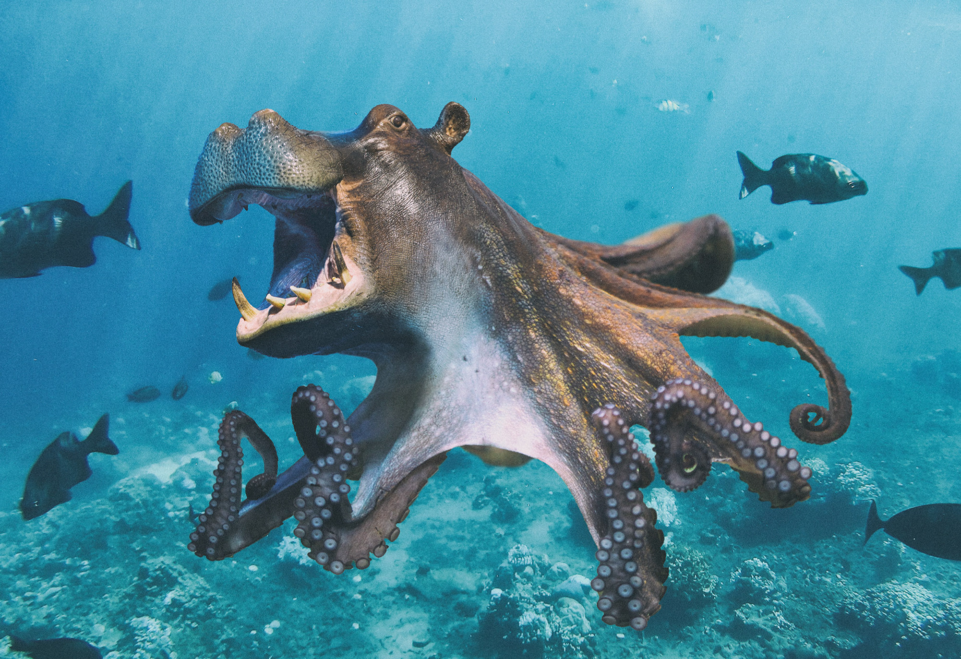  Spirit Animal online game for Laughlin.com