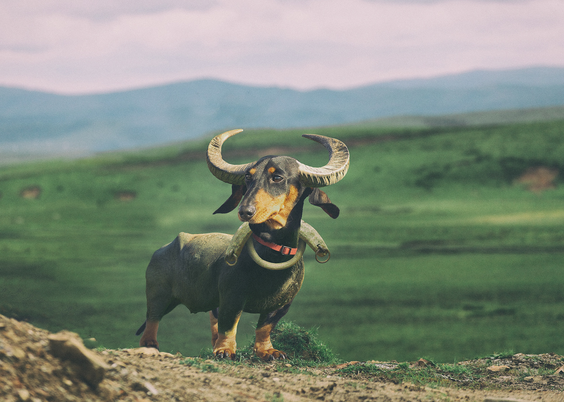  Spirit Animal online game for Laughlin.com